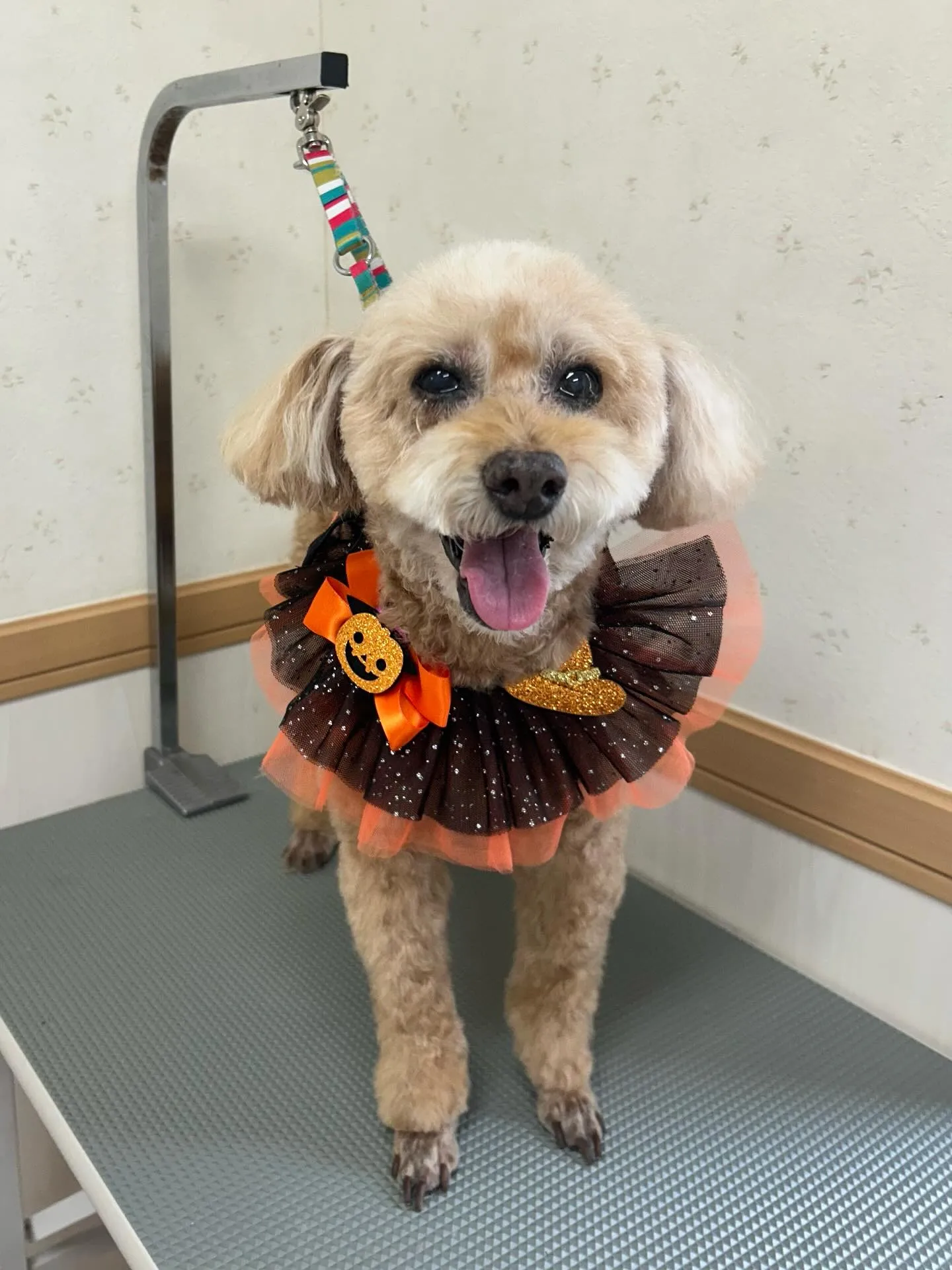 犬のトリミング✂️
