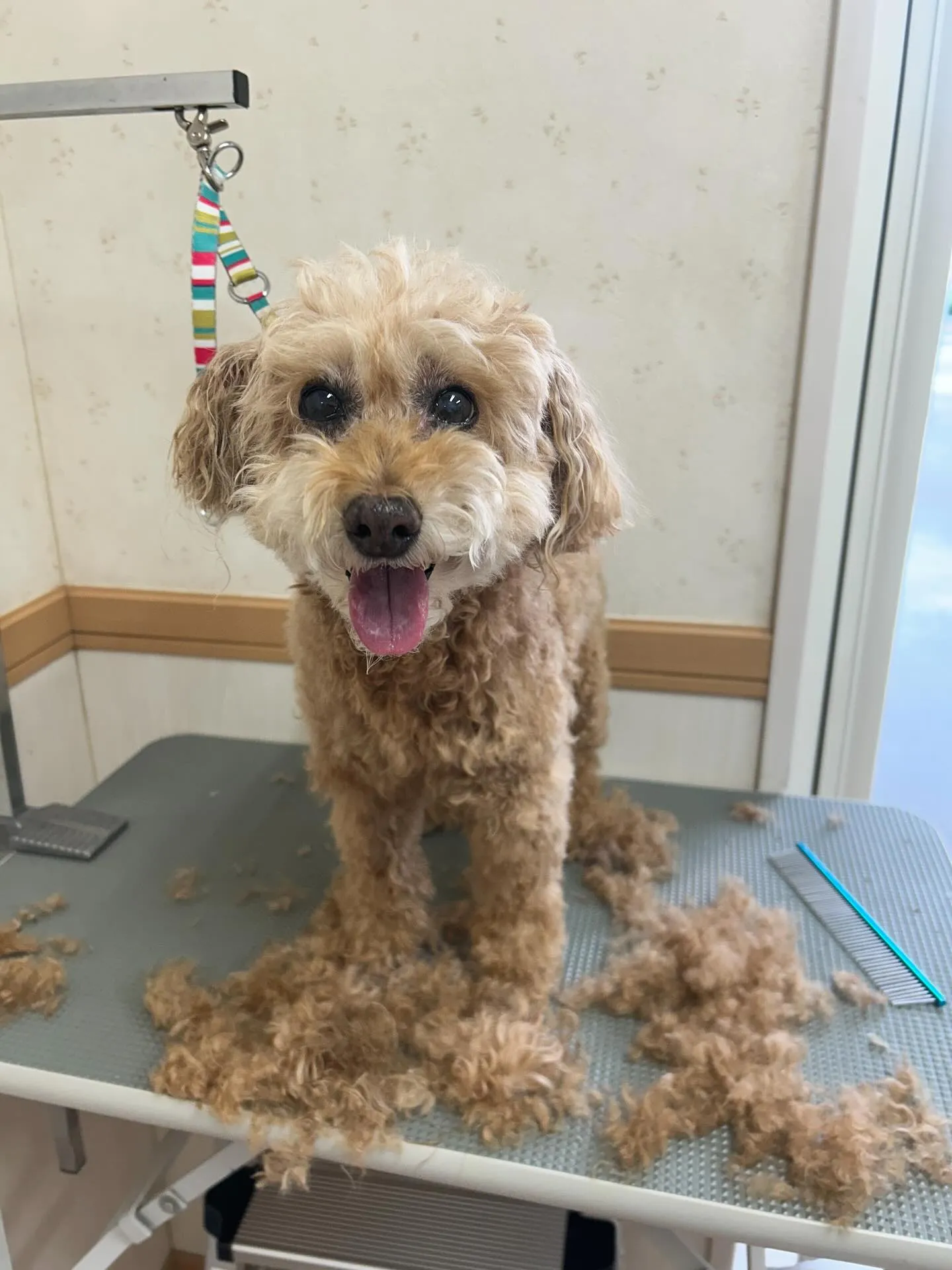 犬のトリミング✂️