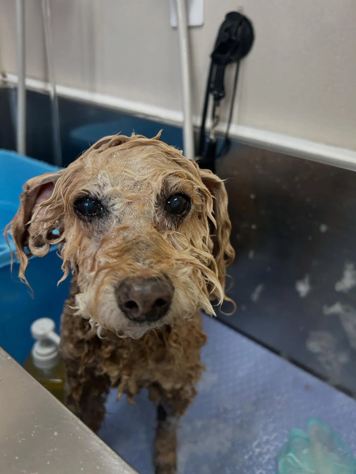 犬のトリミング✂️