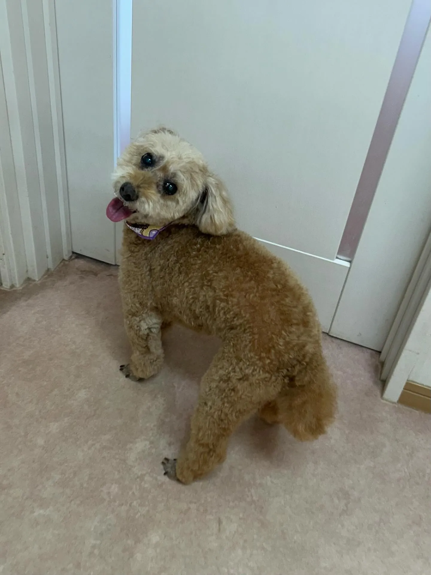 犬のトリミング✂️