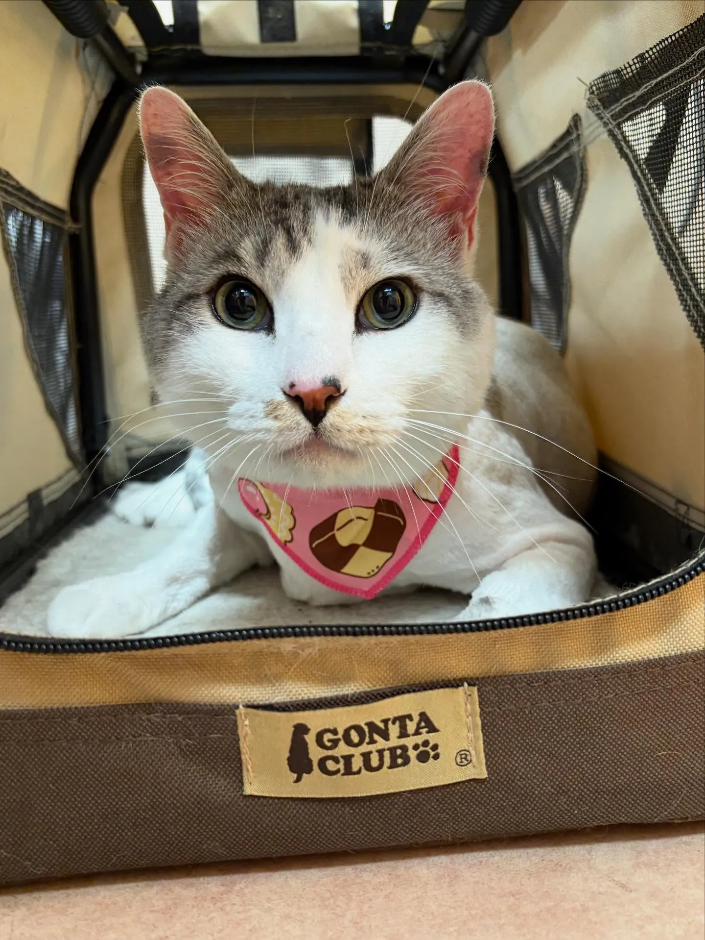 猫のトリミング✂️