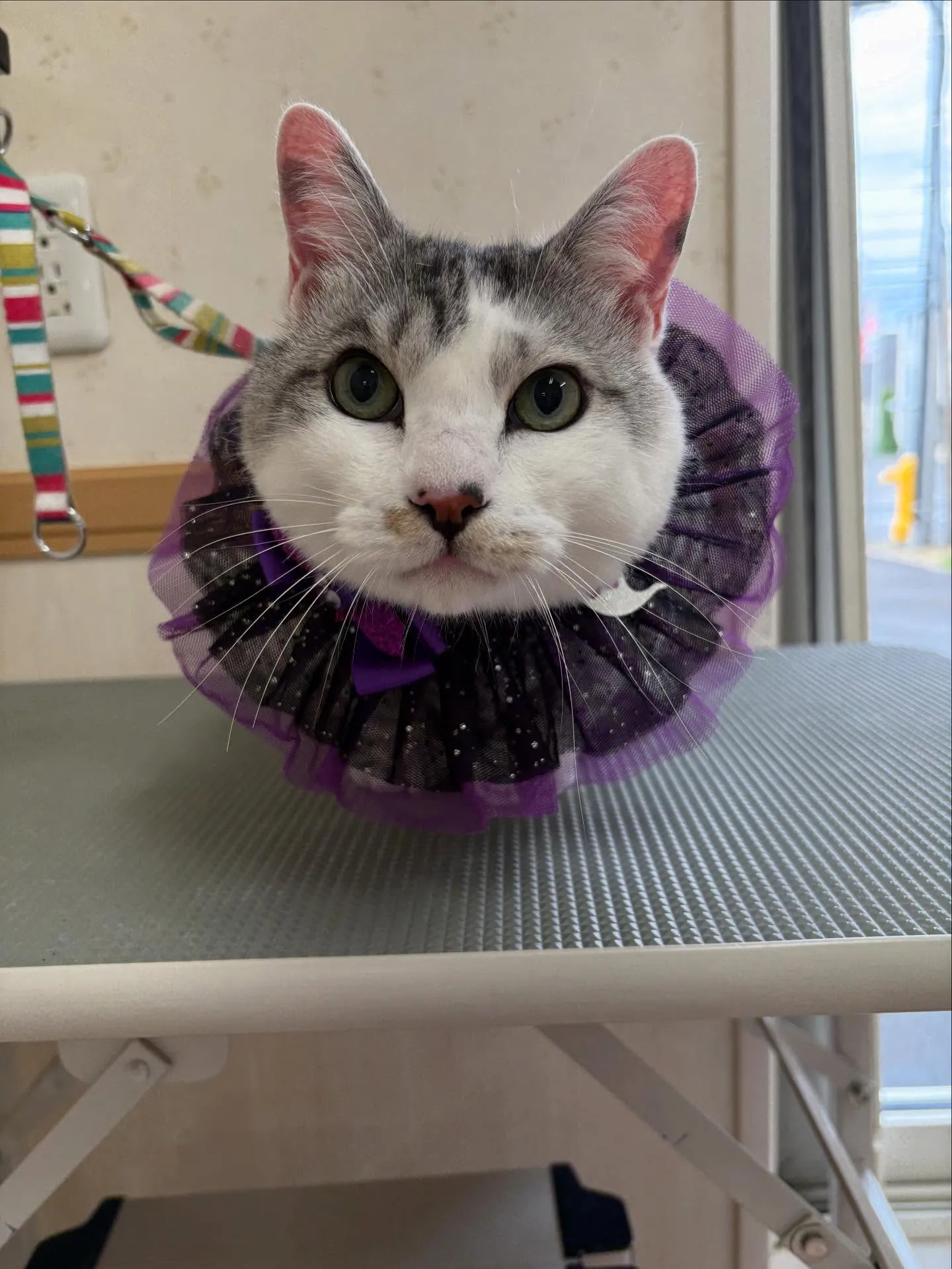猫のトリミング✂️