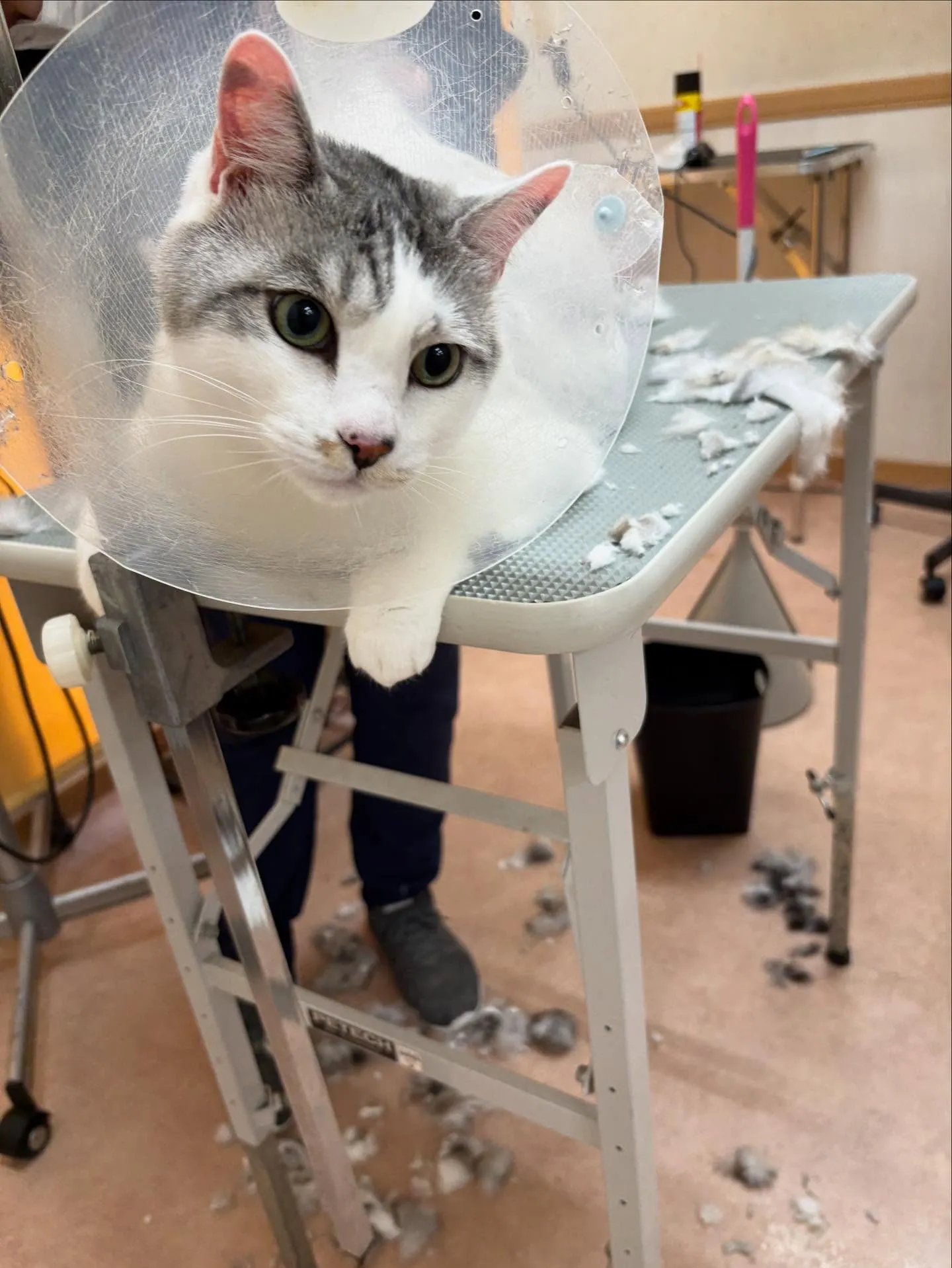 猫のトリミング✂️