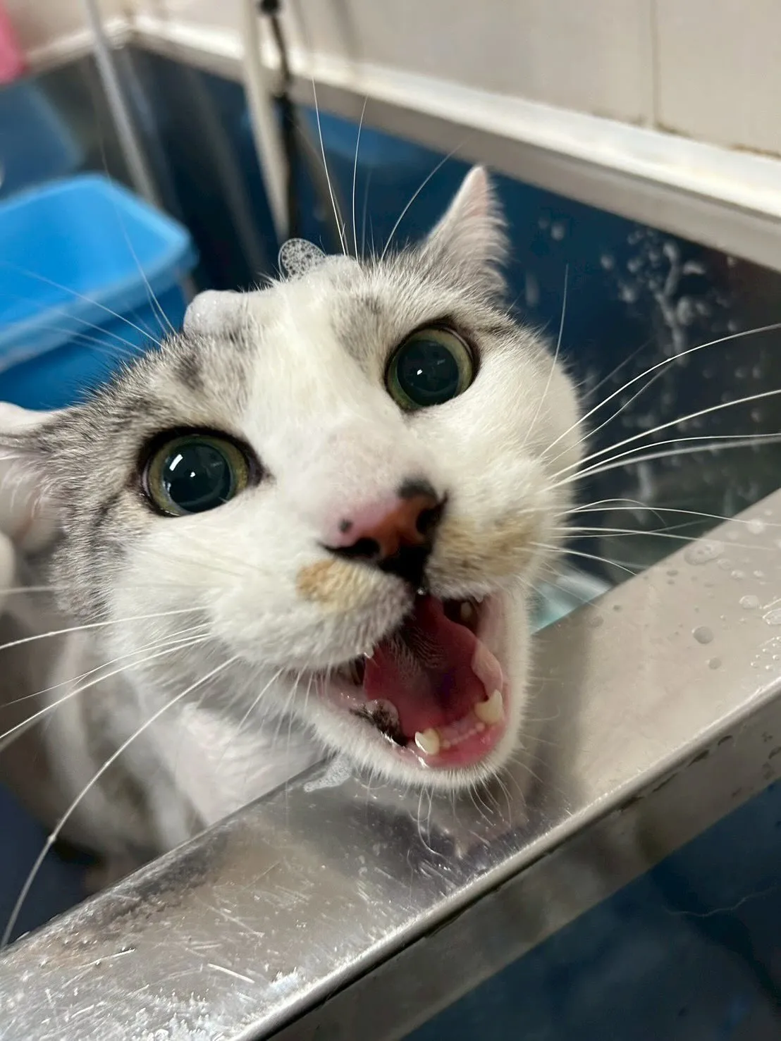 猫のトリミング✂️