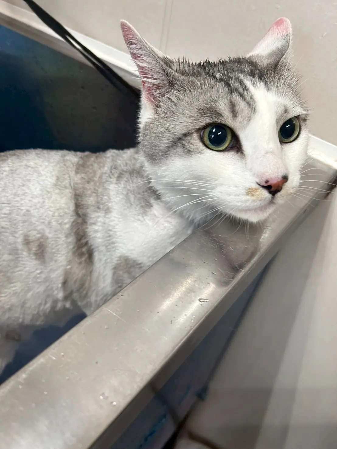 猫のトリミング✂️