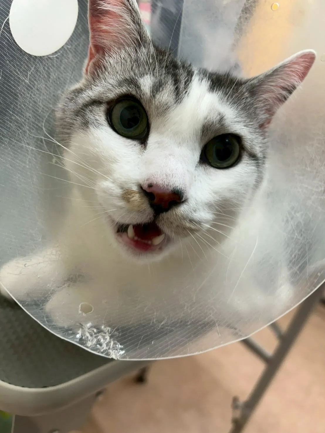 猫のトリミング✂️