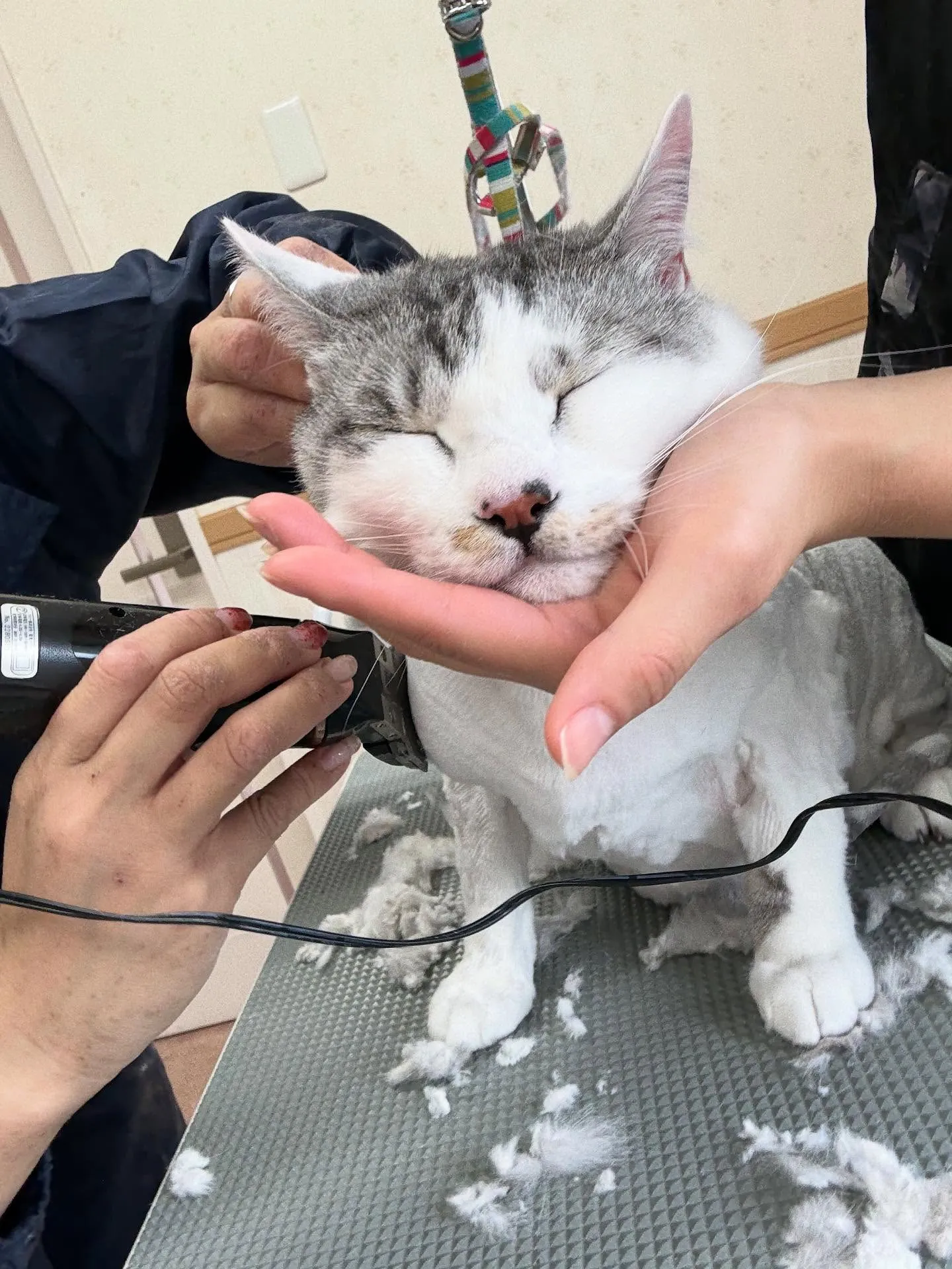 猫のトリミング✂️