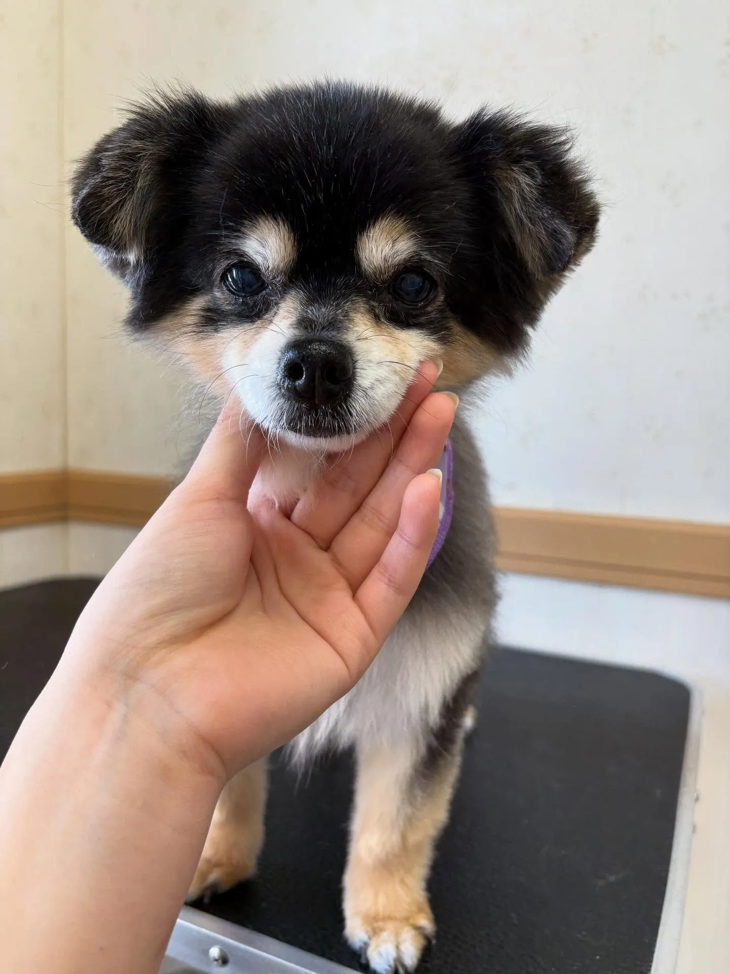 犬のトリミング✂️