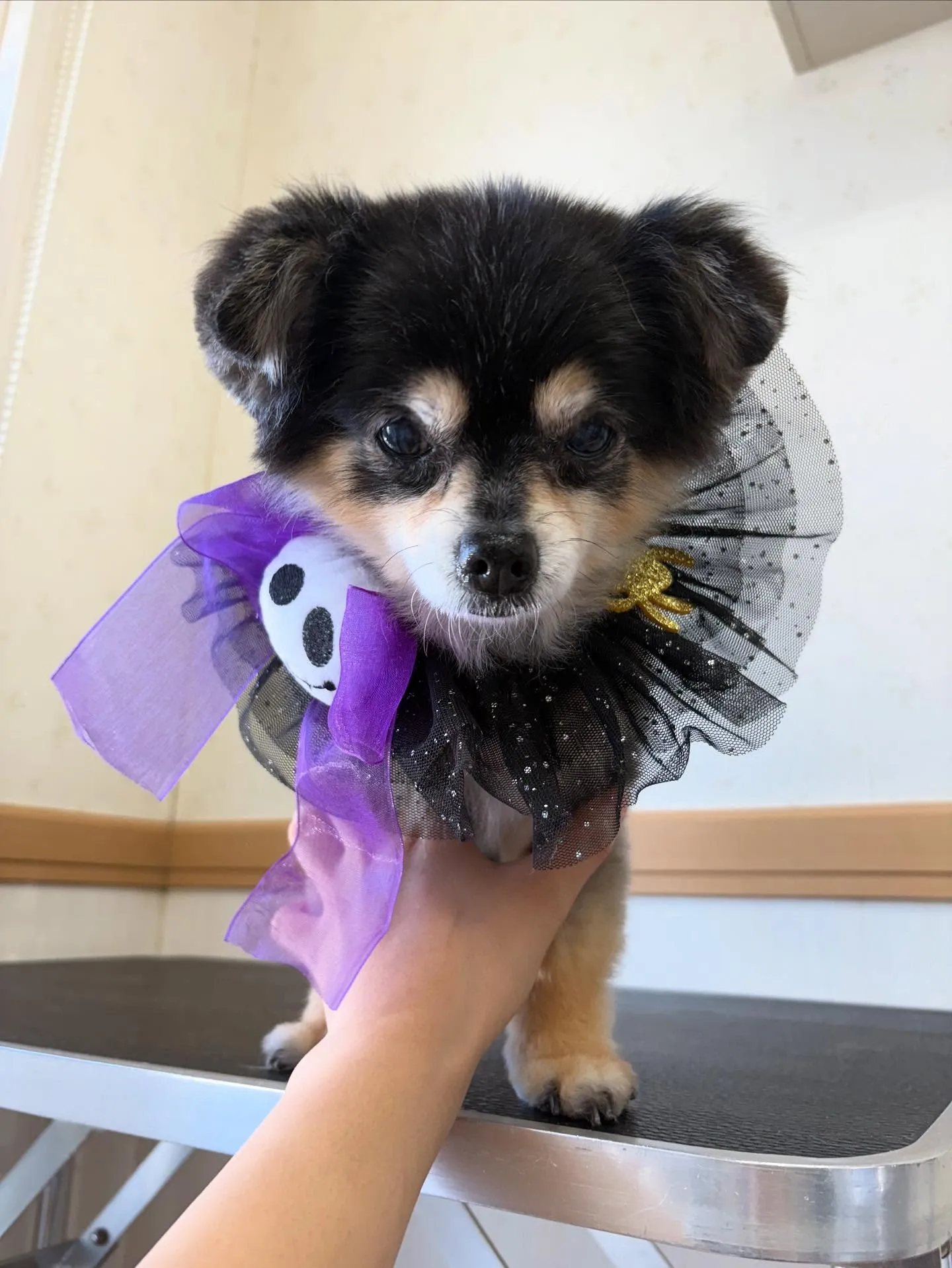 犬のトリミング✂️