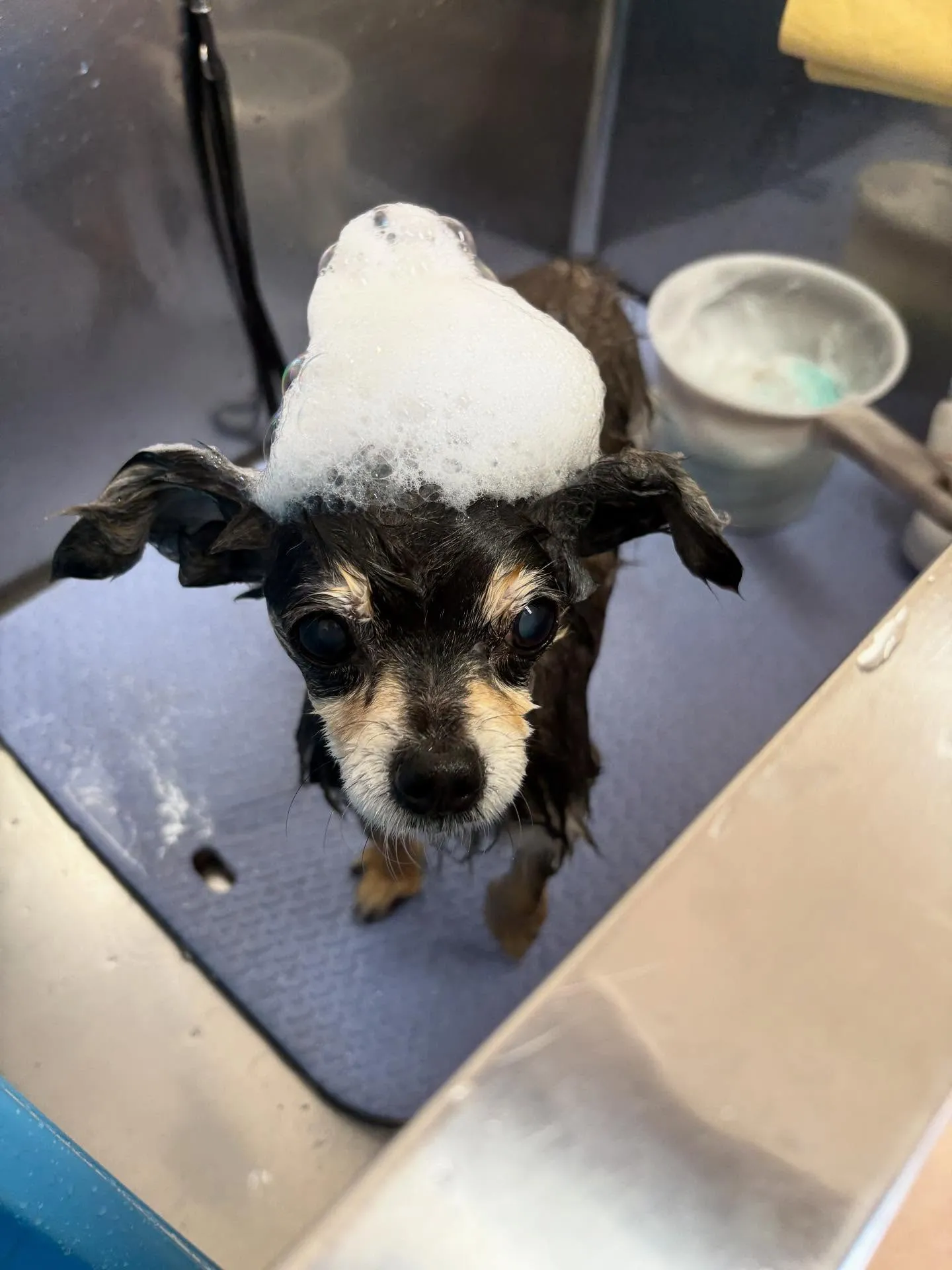犬のトリミング✂️