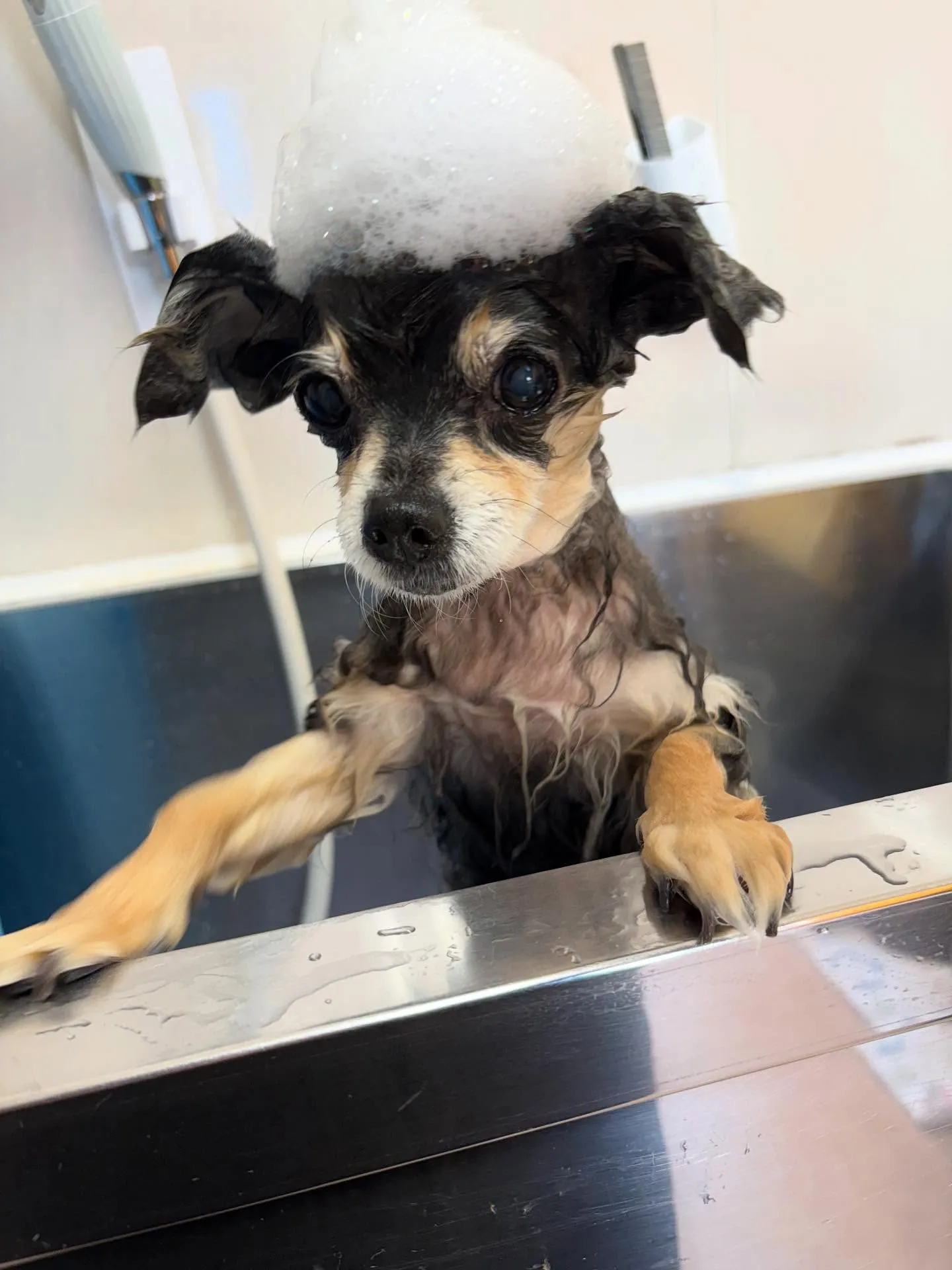 犬のトリミング✂️