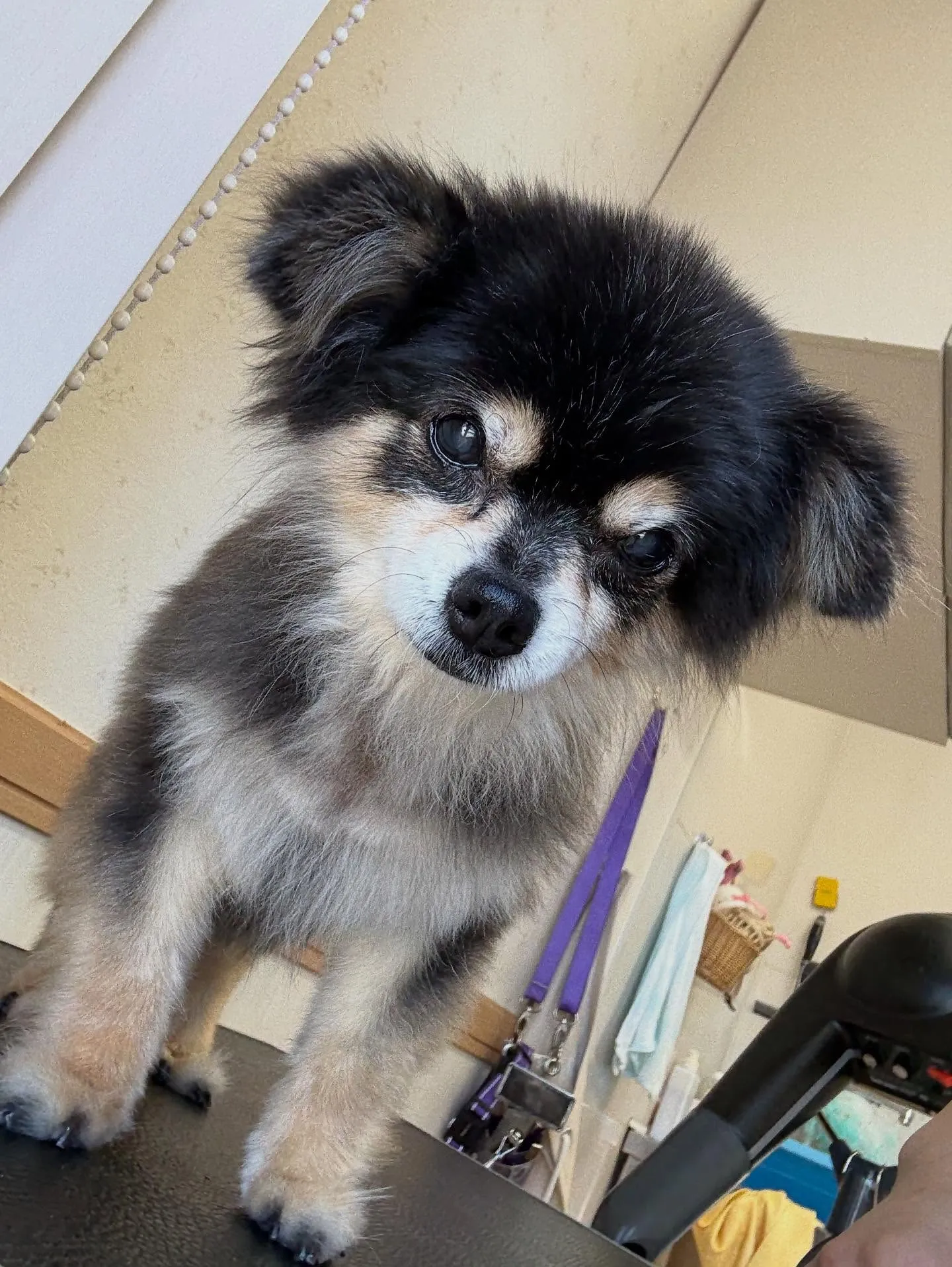 犬のトリミング✂️