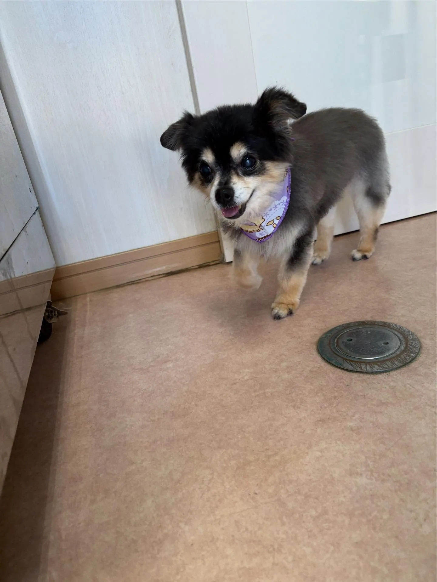 犬のトリミング✂️