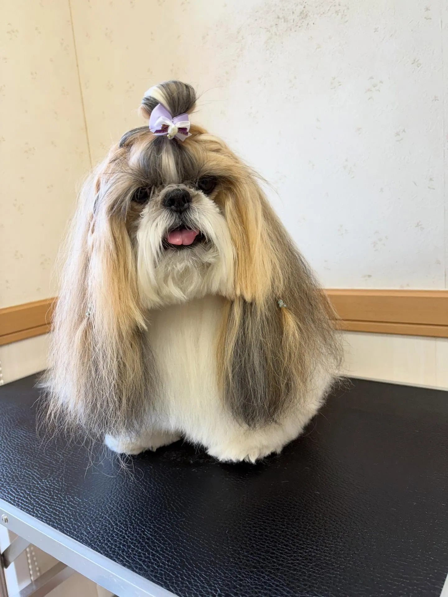 犬のシャンプー🫧