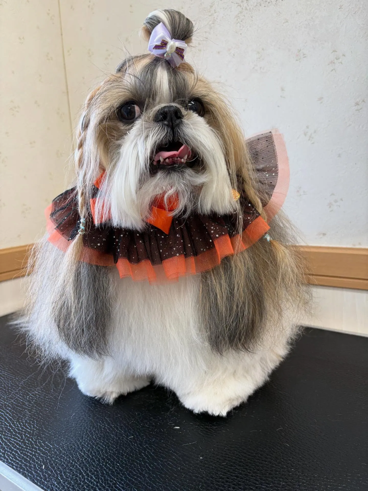 犬のシャンプー🫧