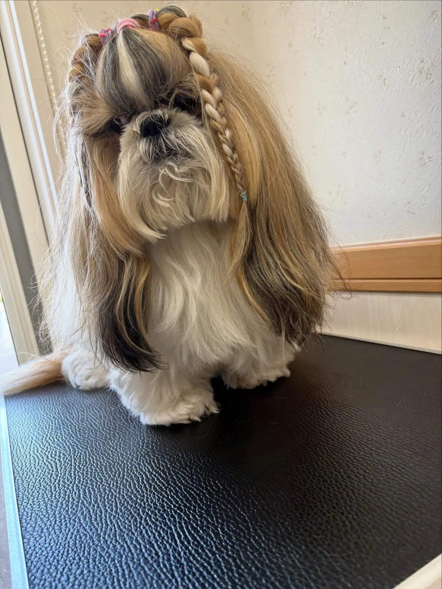 犬のシャンプー🫧