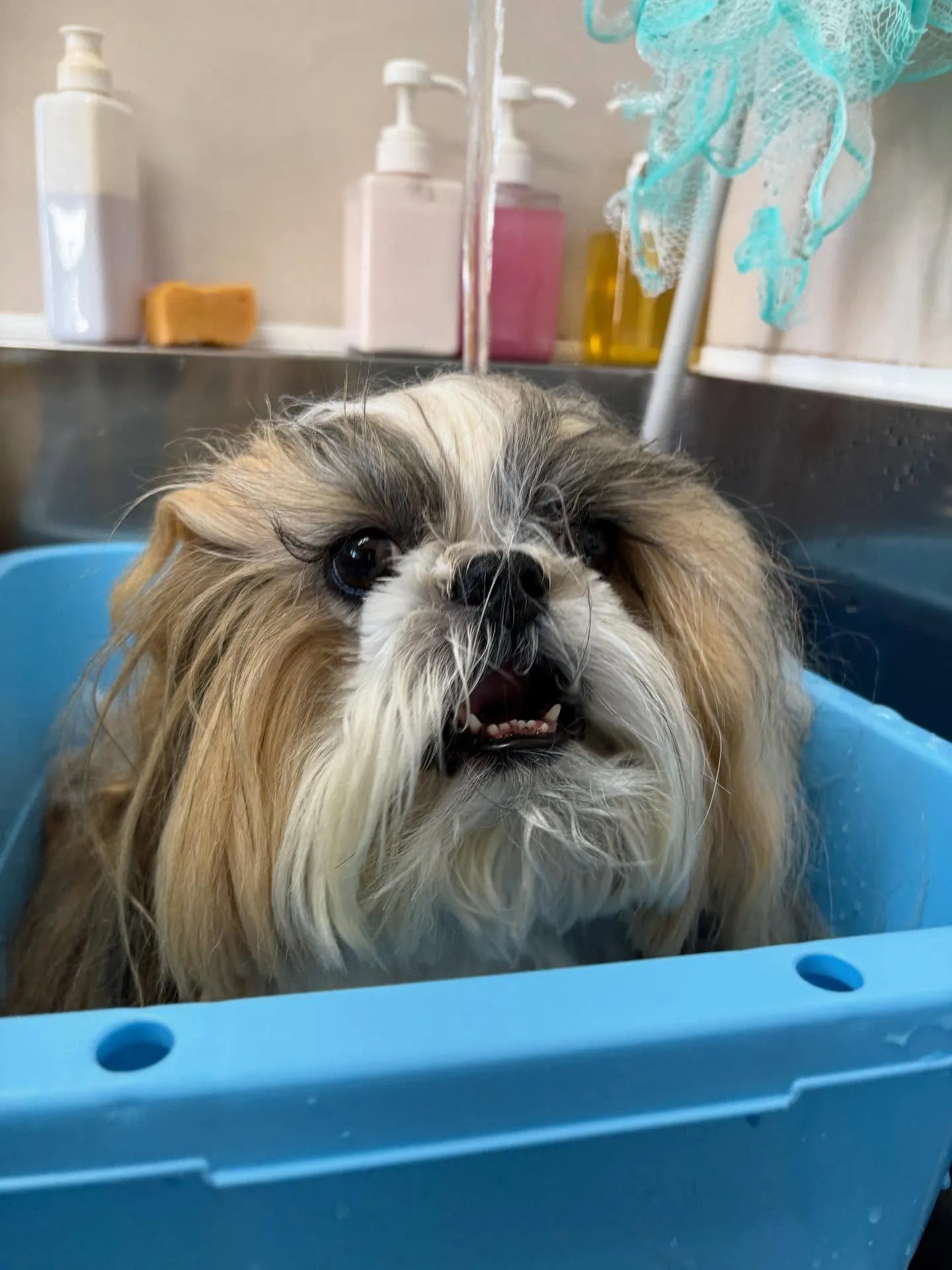犬のシャンプー🫧