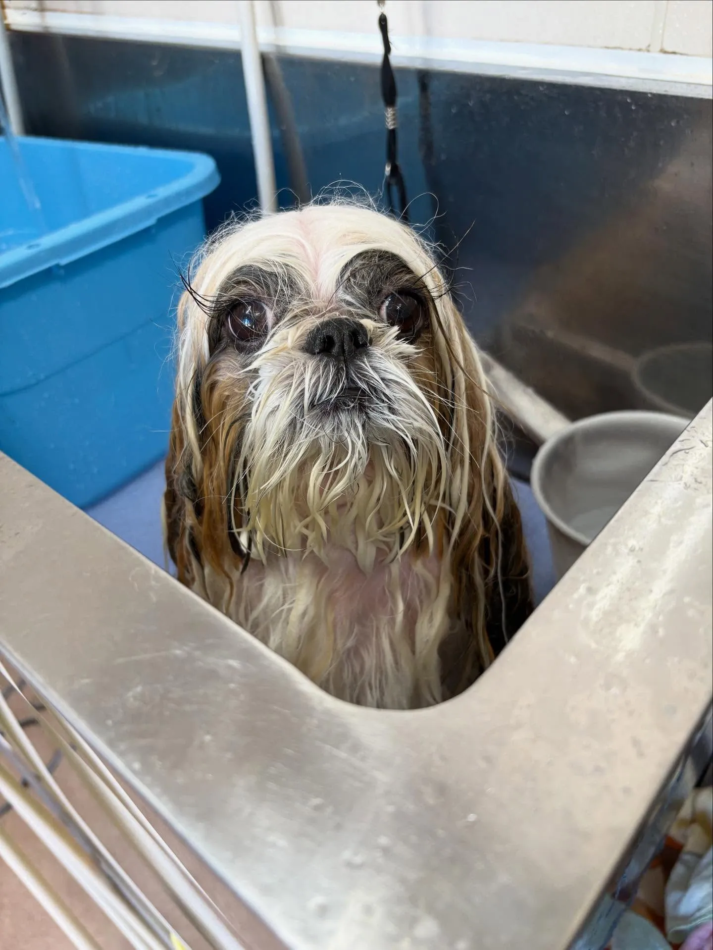 犬のシャンプー🫧
