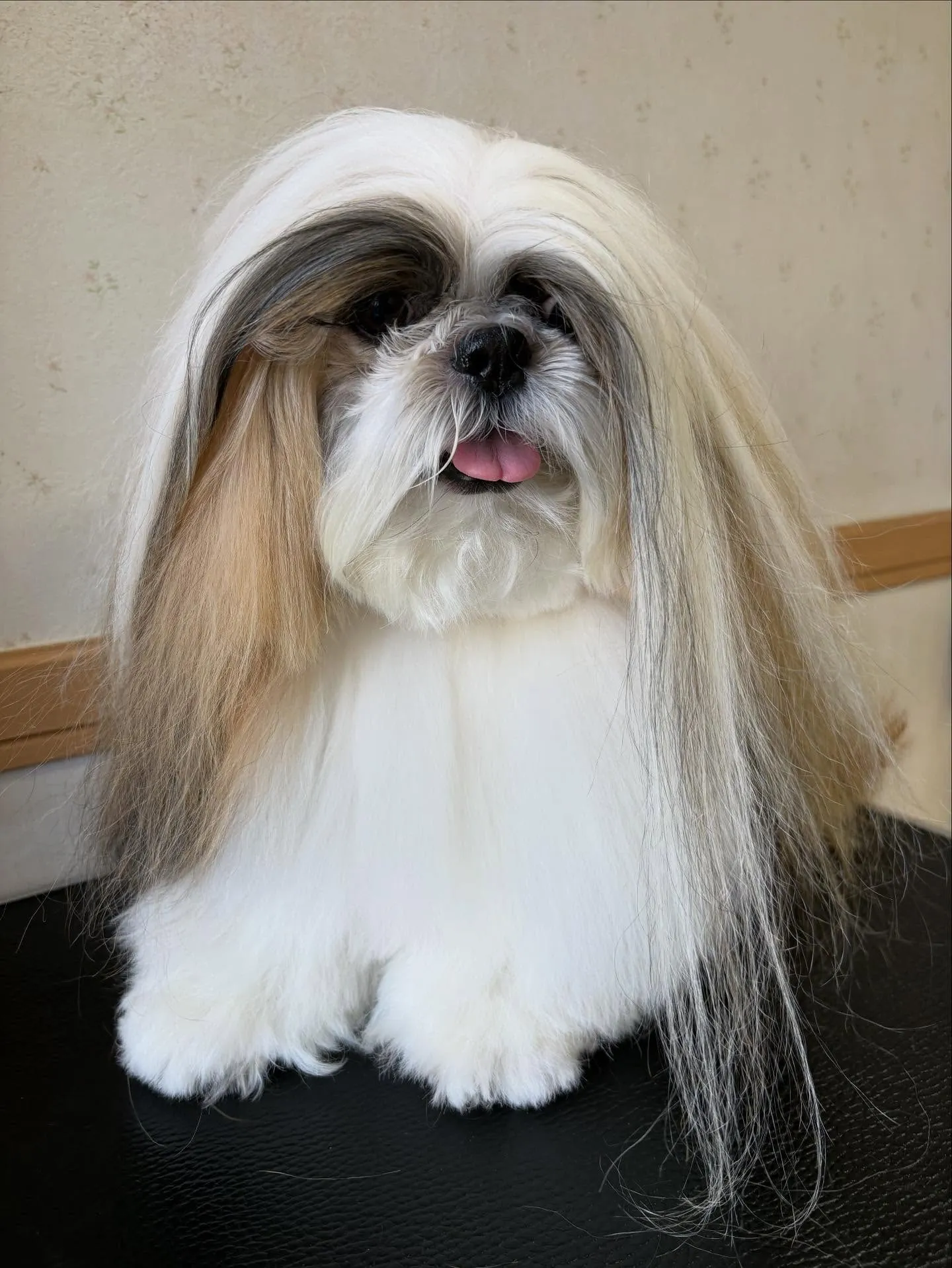 犬のシャンプー🫧