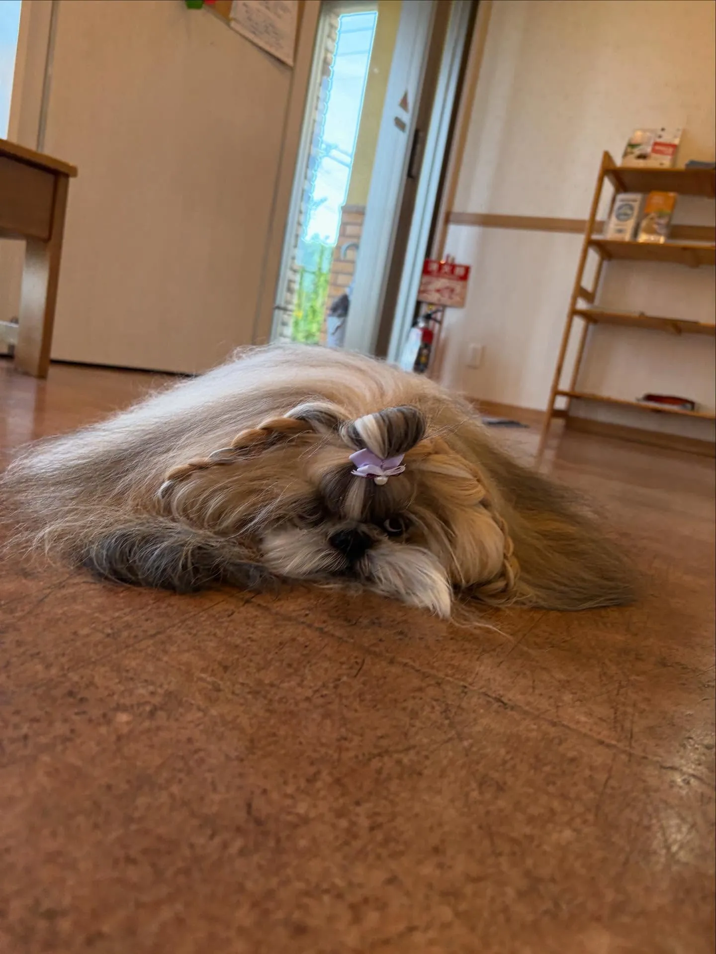 犬のシャンプー🫧