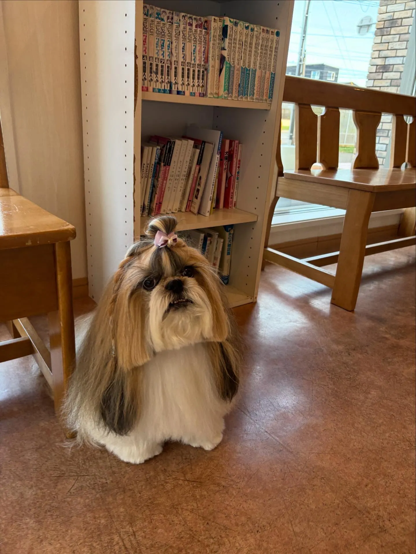 犬のシャンプー🫧