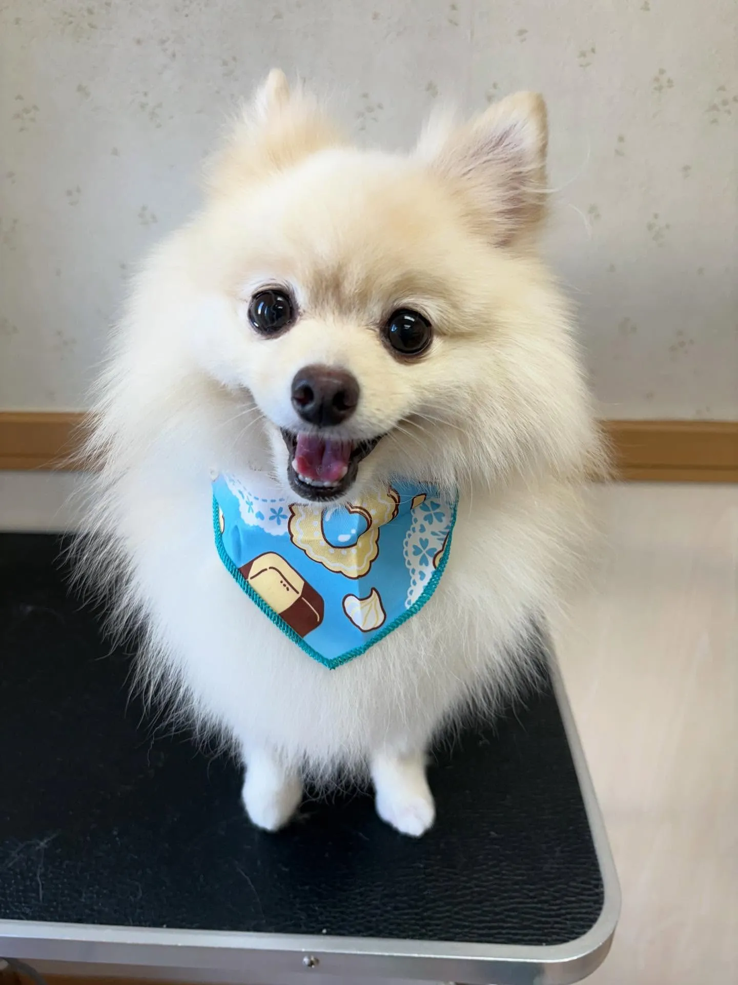 犬のシャンプー🫧