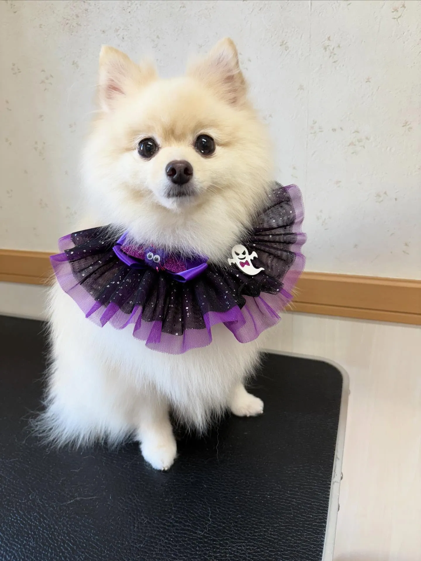犬のシャンプー🫧