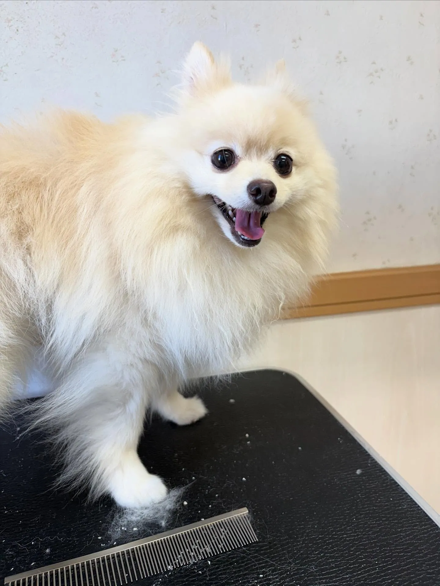 犬のシャンプー🫧