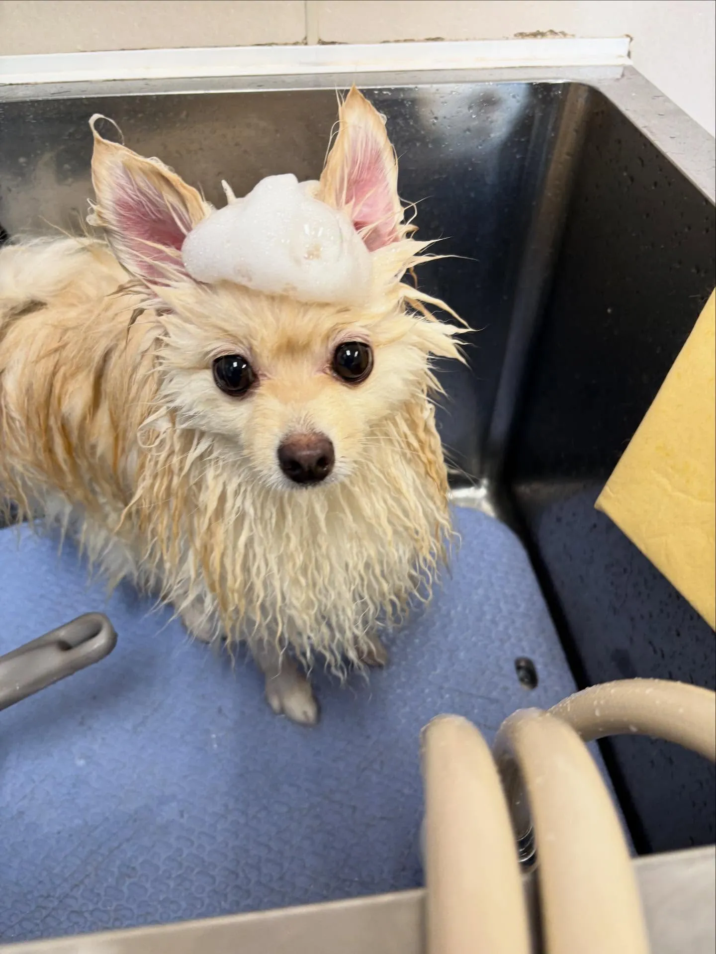 犬のシャンプー🫧