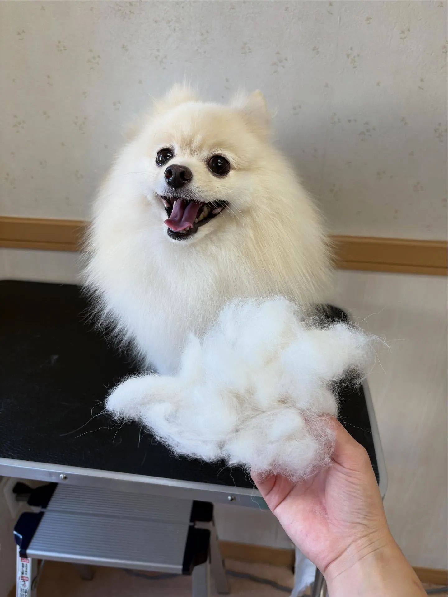 犬のシャンプー🫧