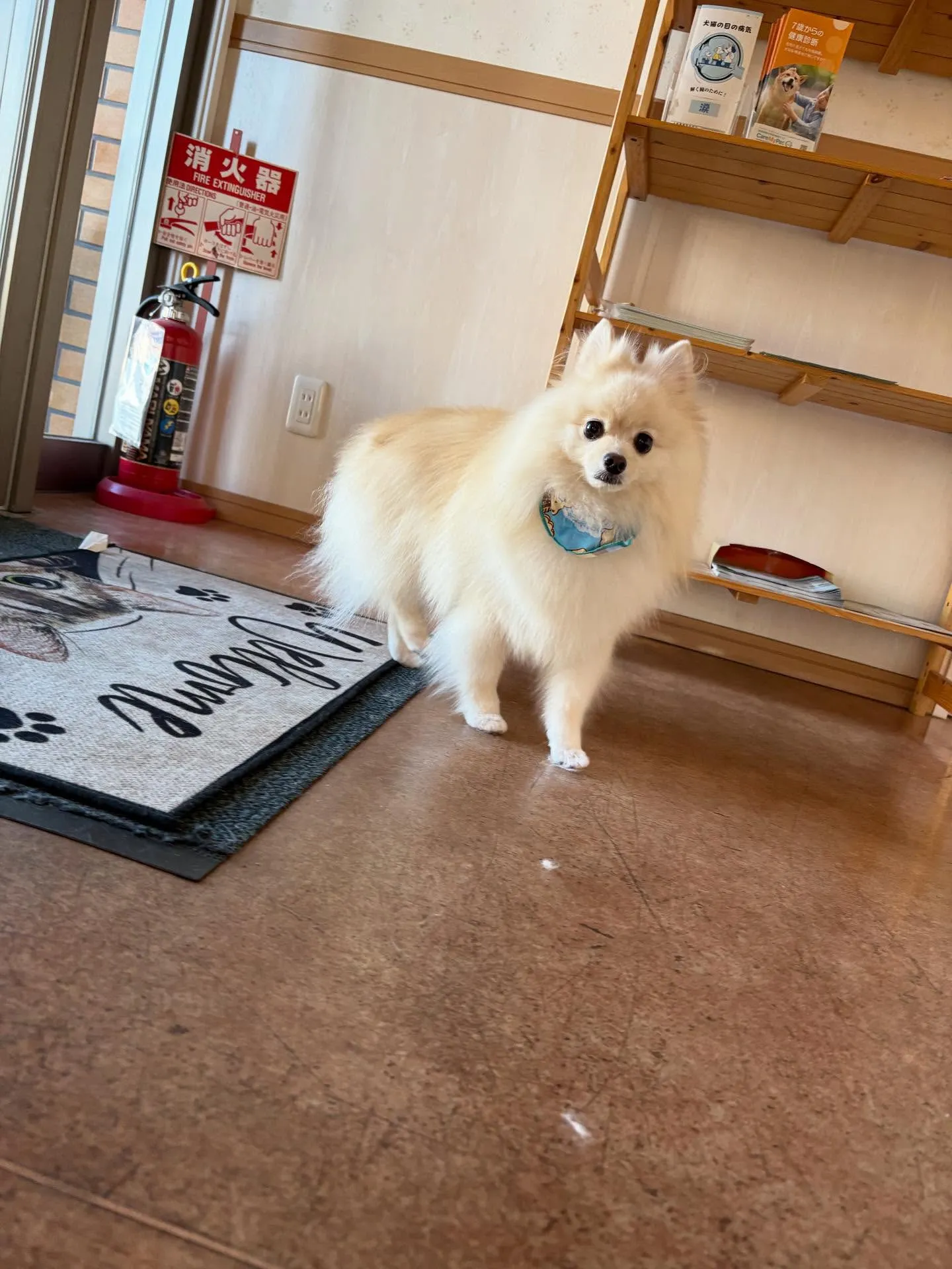 犬のシャンプー🫧