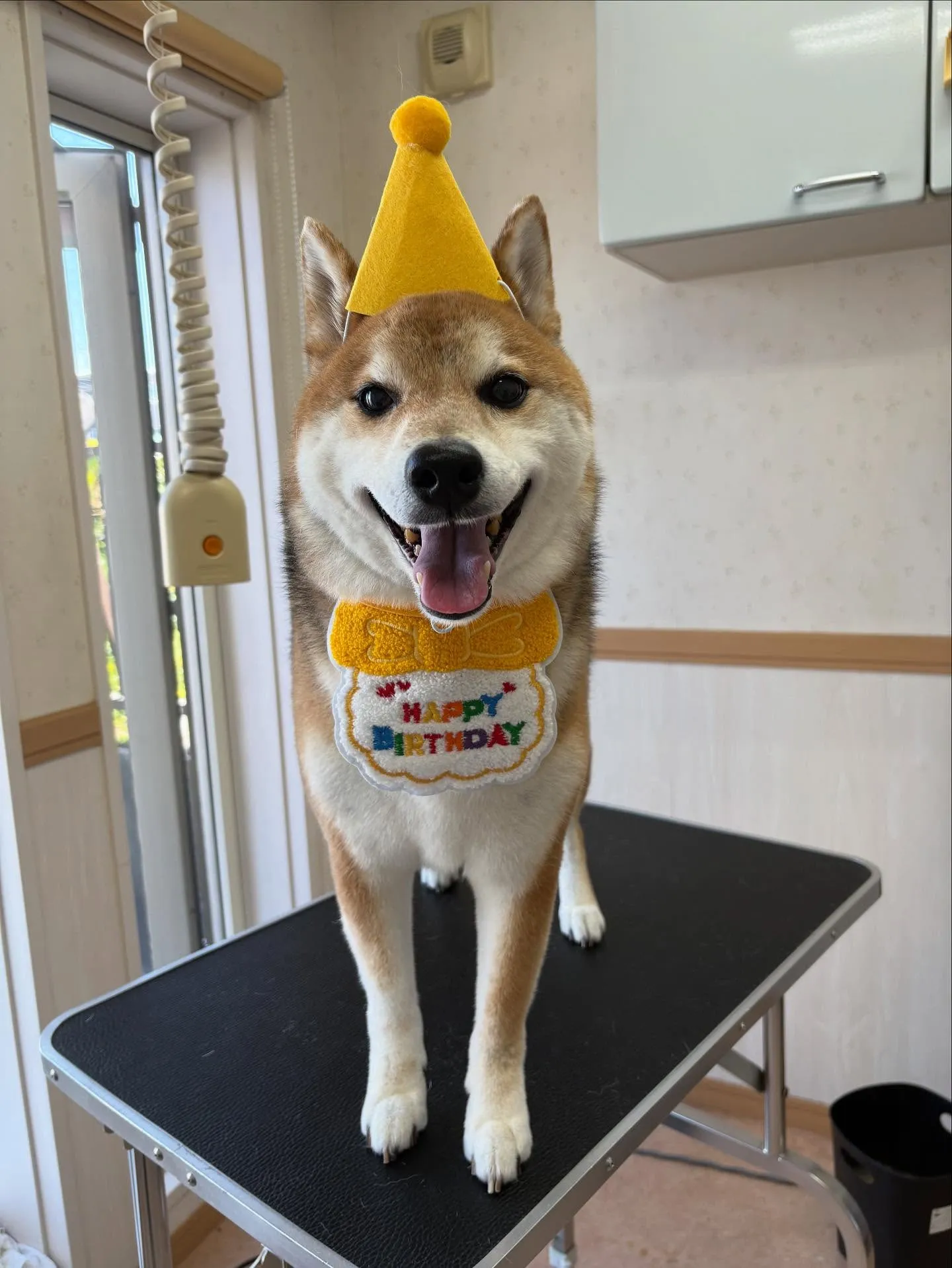 犬のシャンプー🫧