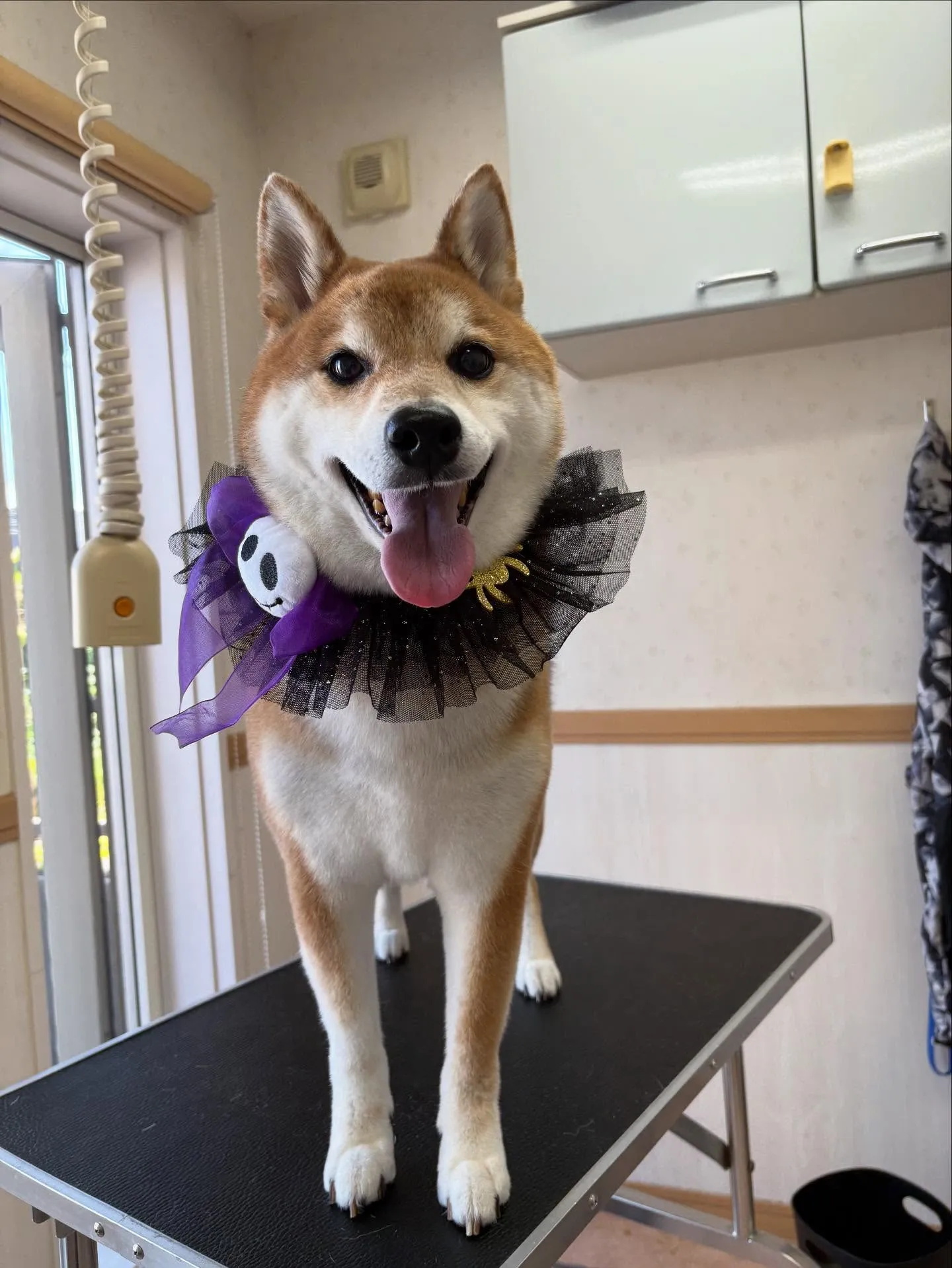 犬のシャンプー🫧