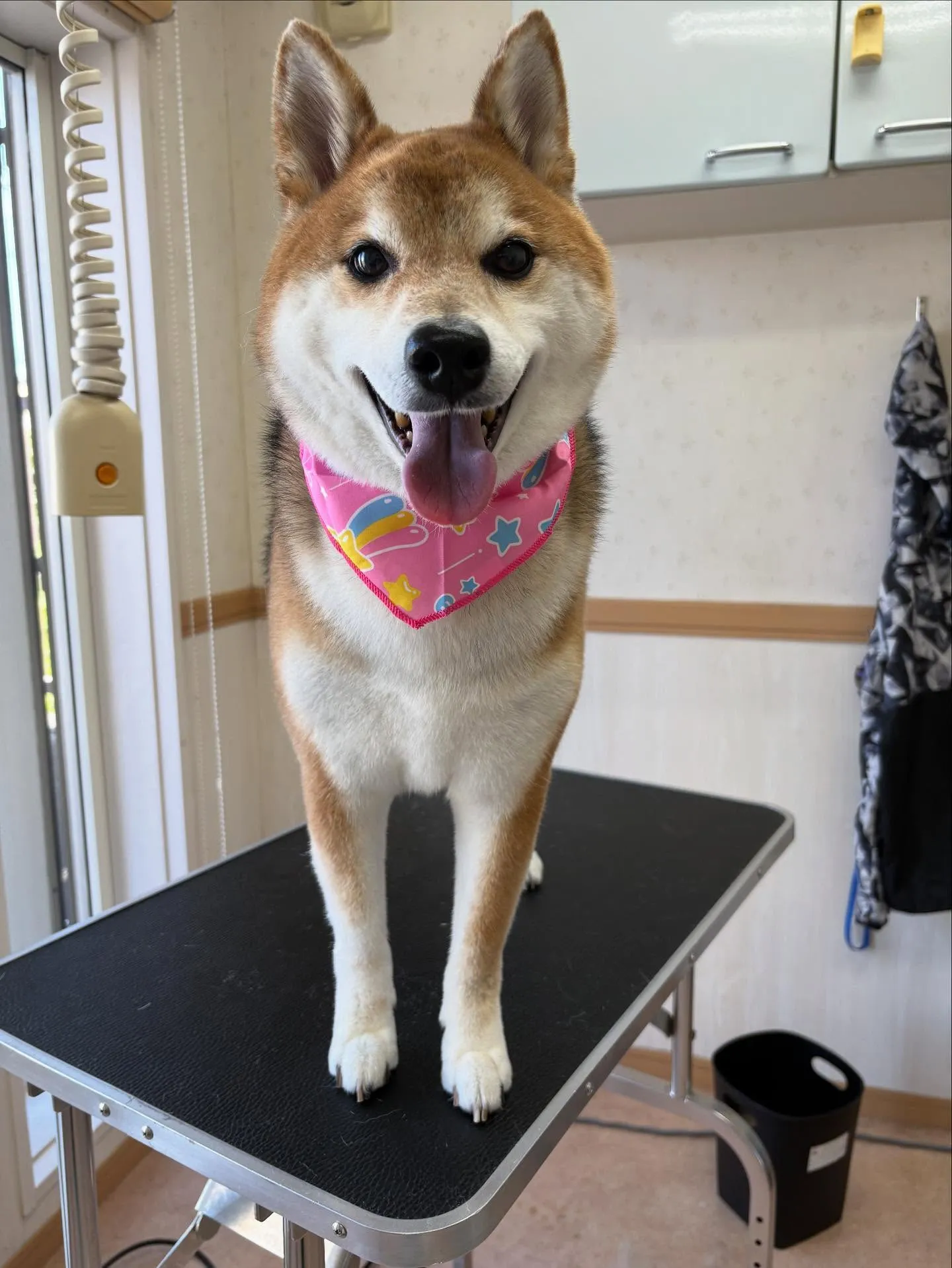 犬のシャンプー🫧