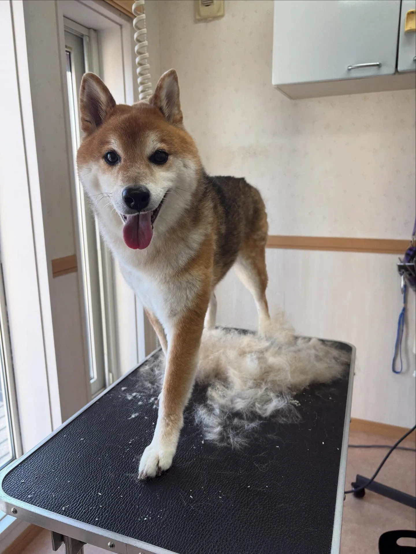 犬のシャンプー🫧