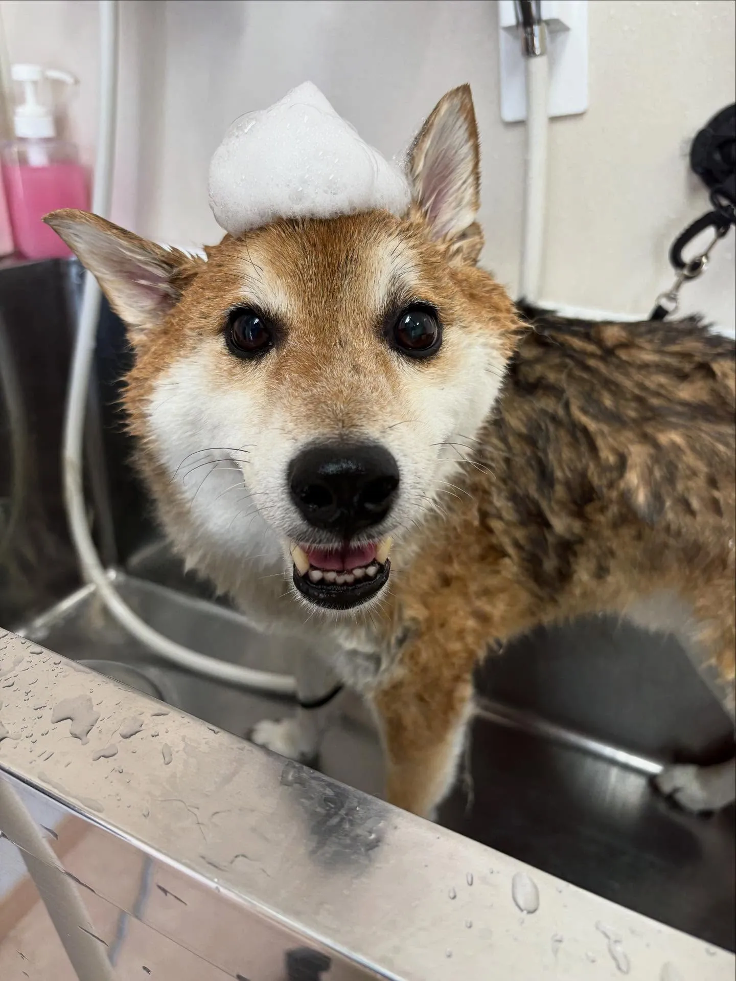 犬のシャンプー🫧
