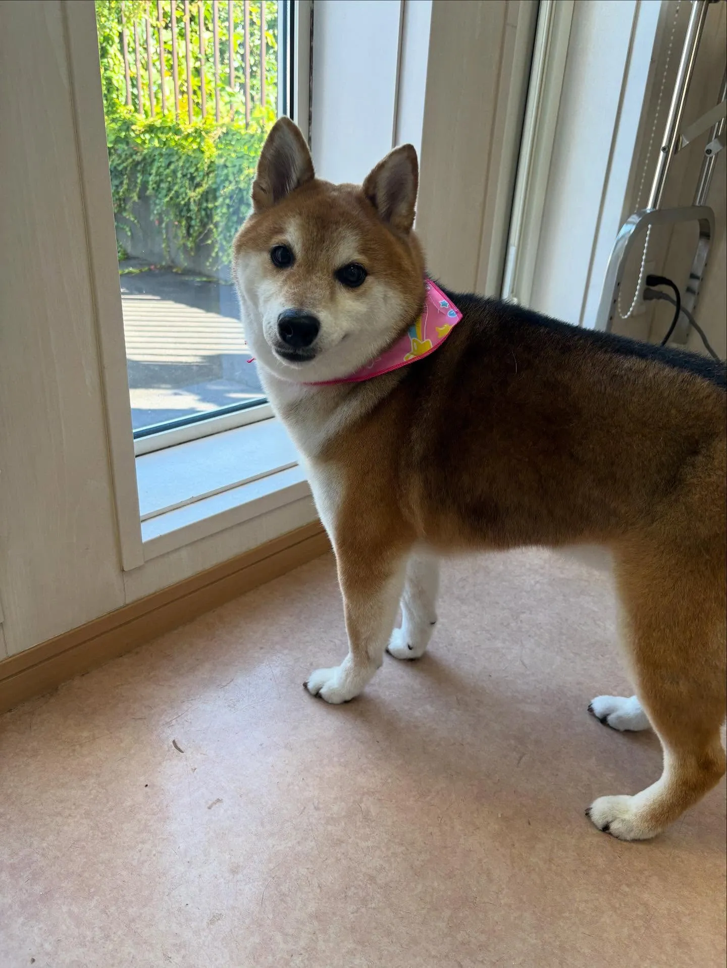 犬のシャンプー🫧