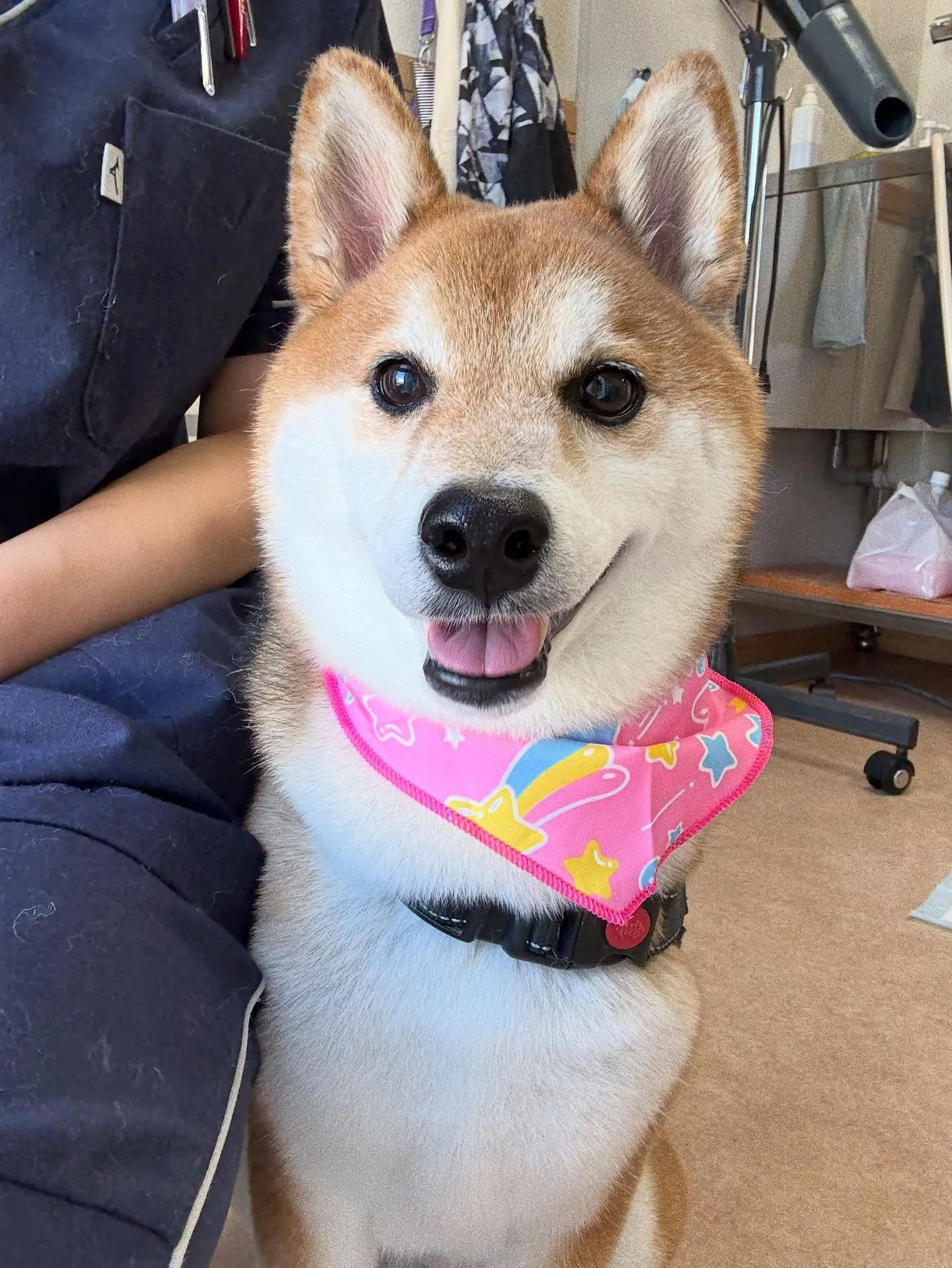 犬のシャンプー🫧