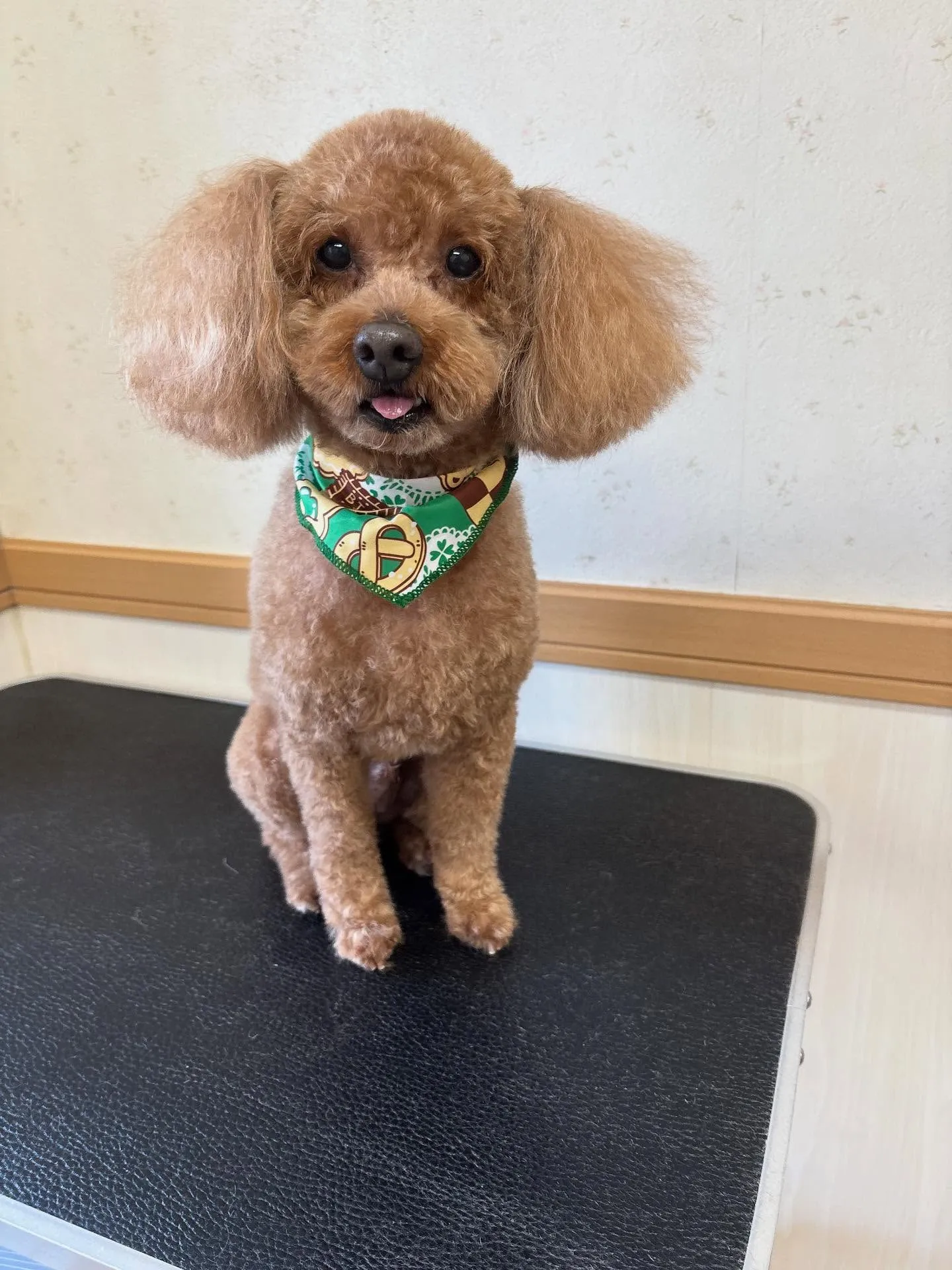 犬のトリミング✂️