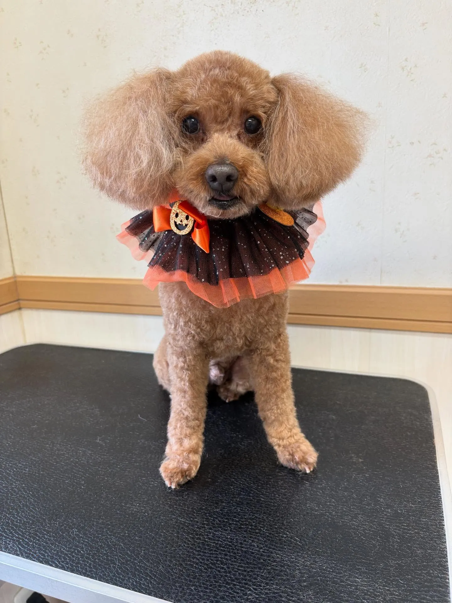 犬のトリミング✂️