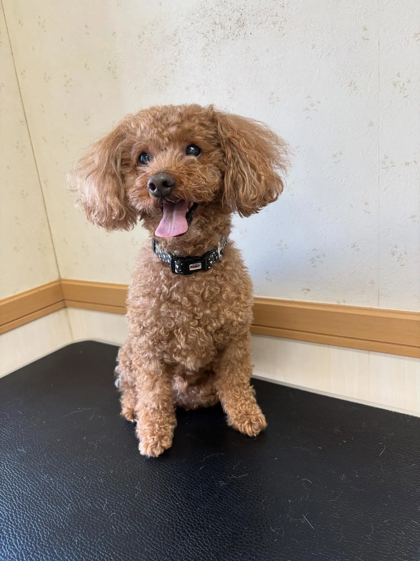 犬のトリミング✂️