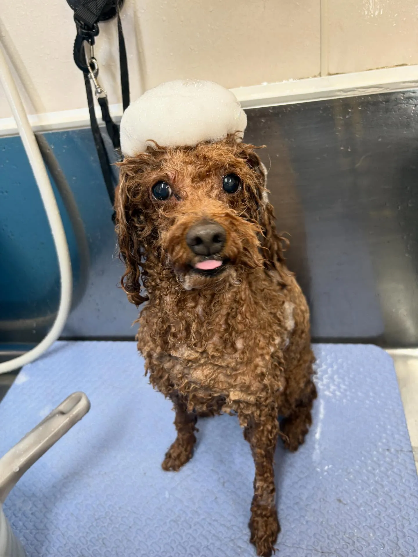 犬のトリミング✂️