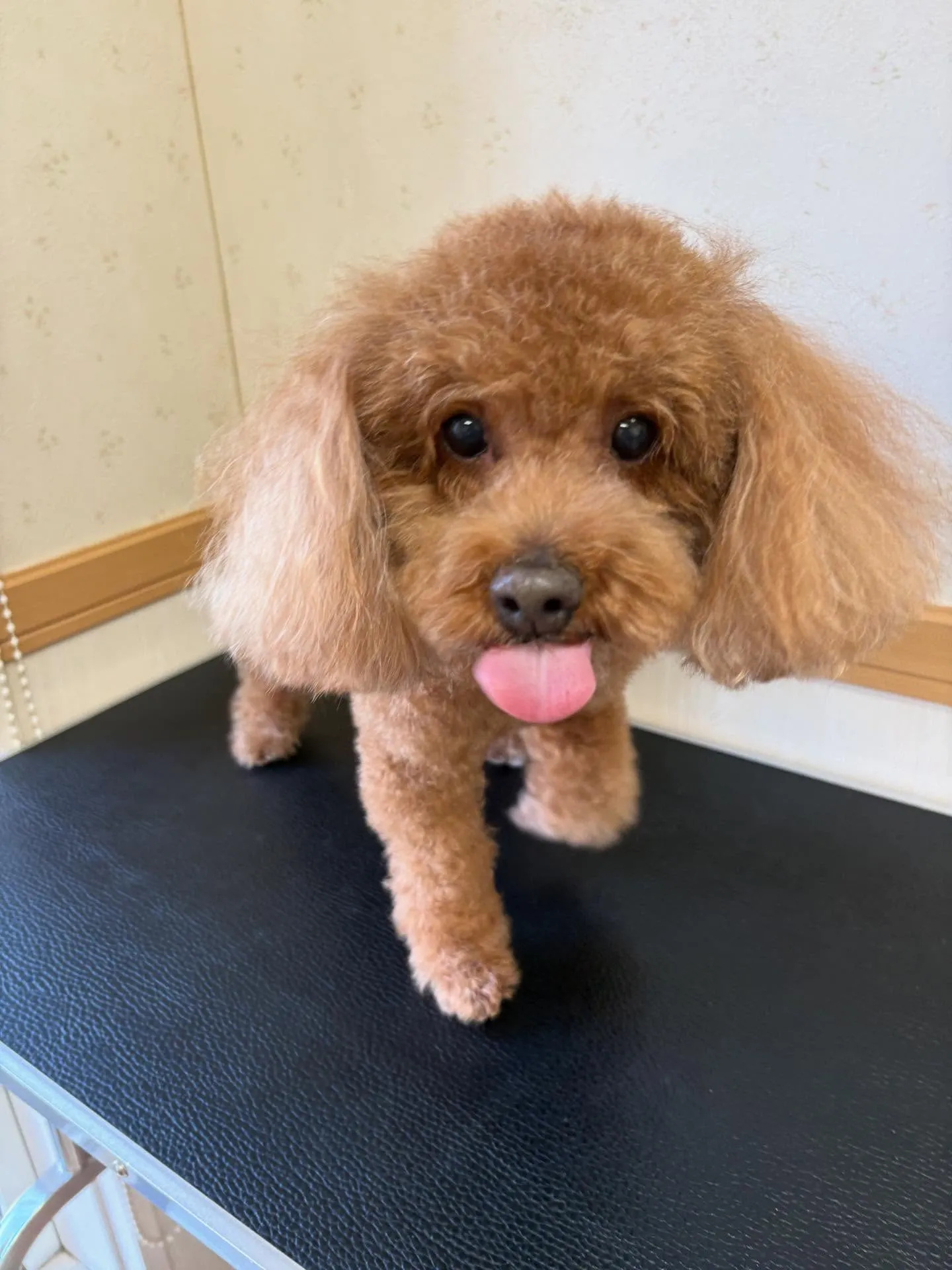 犬のトリミング✂️