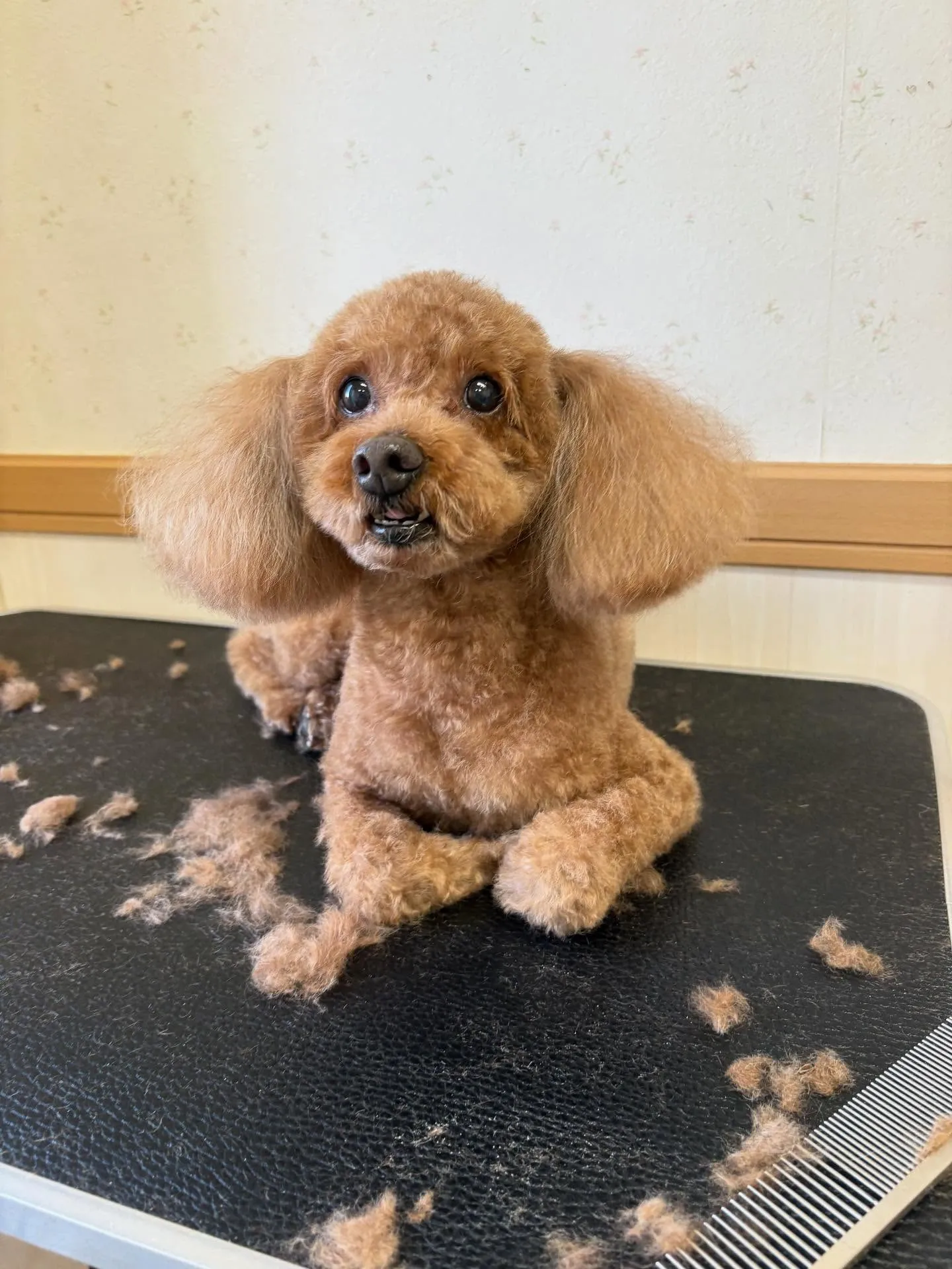 犬のトリミング✂️