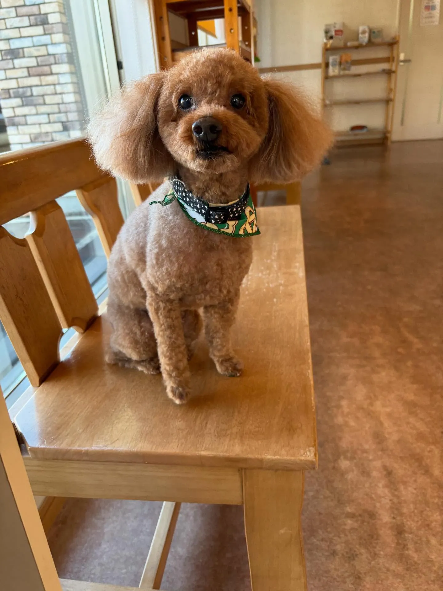 犬のトリミング✂️