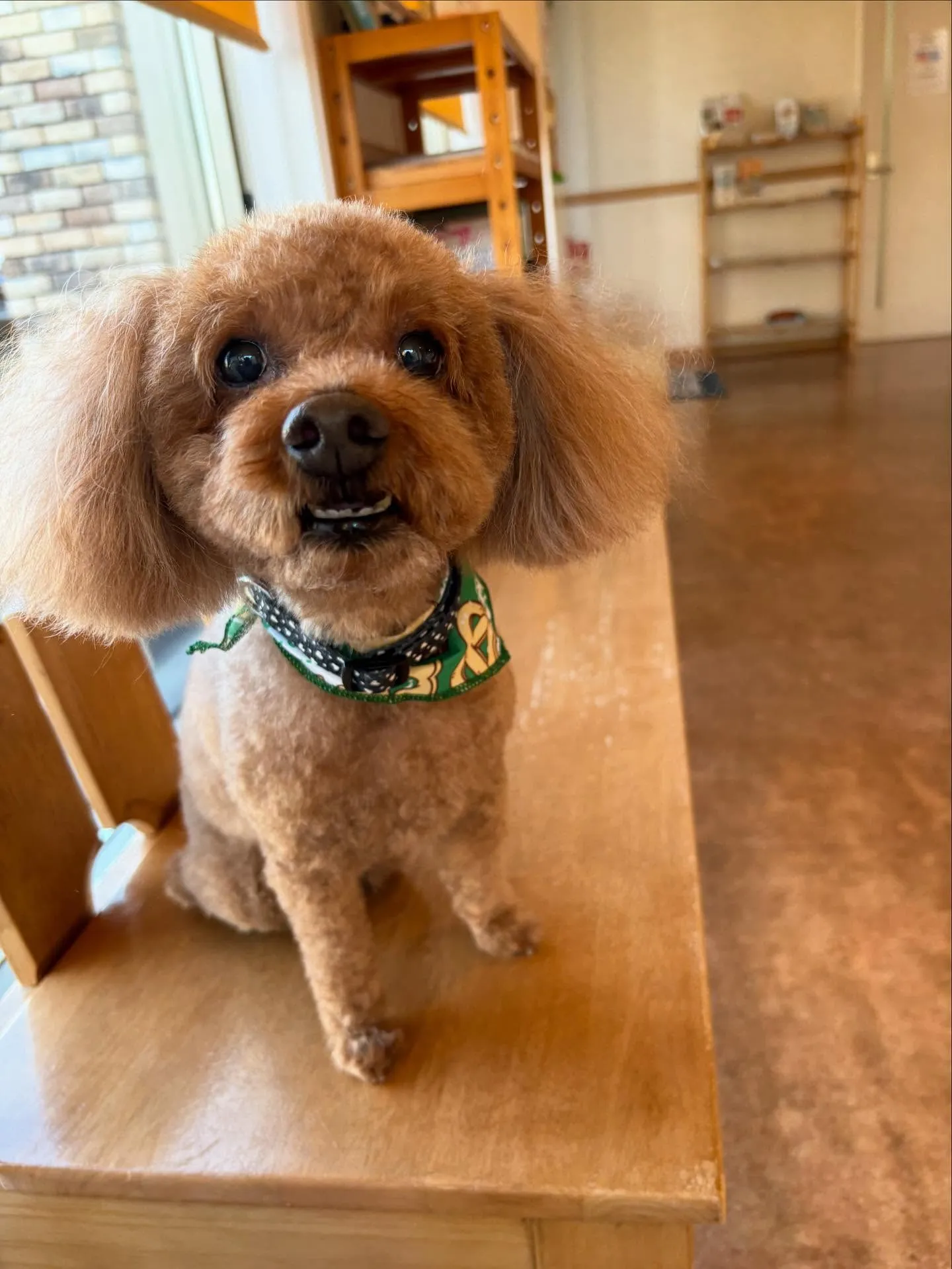 犬のトリミング✂️