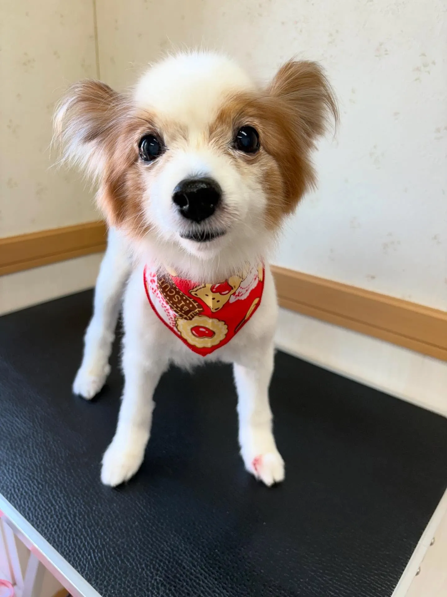 犬のトリミング✂️