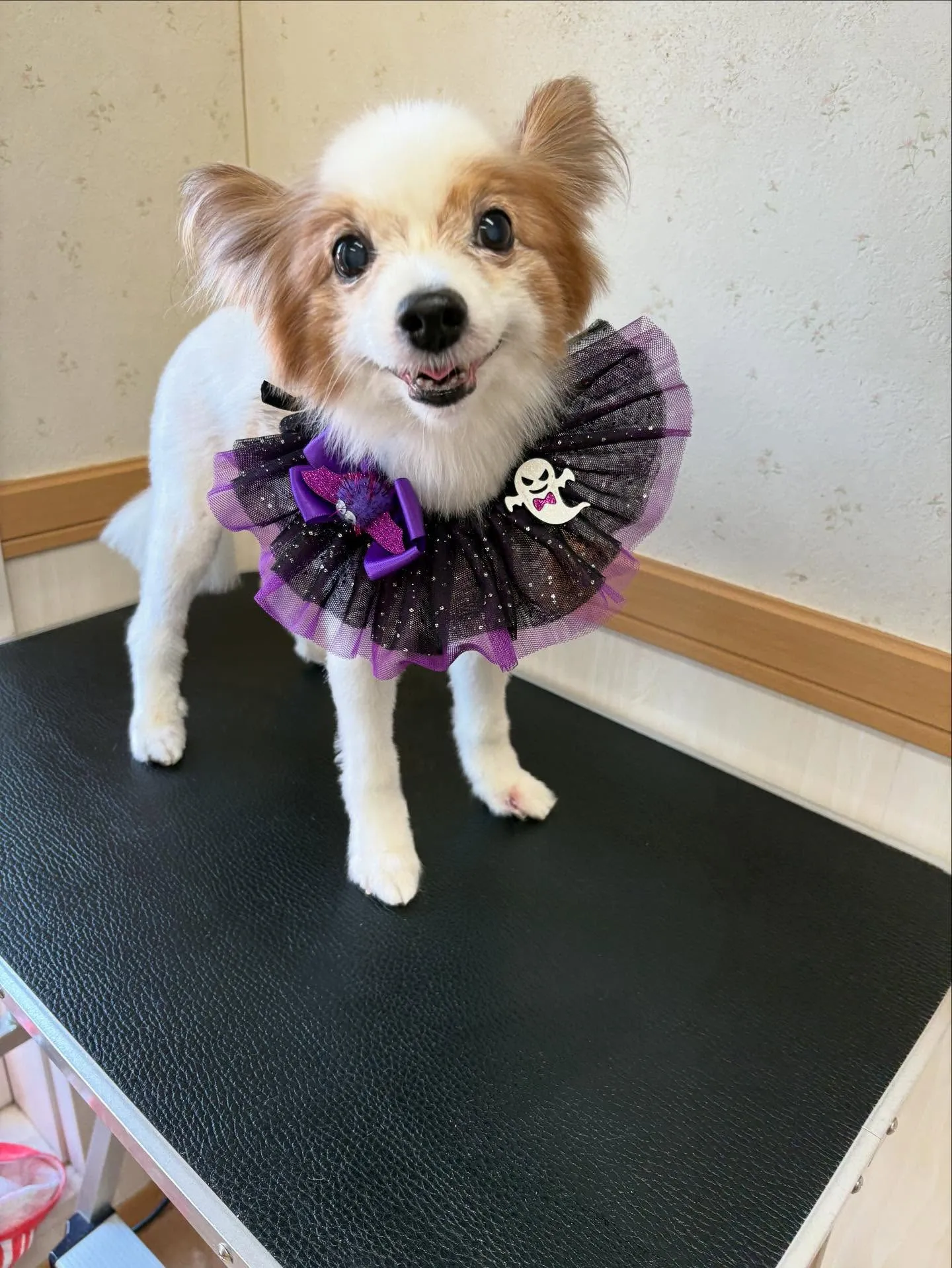 犬のトリミング✂️