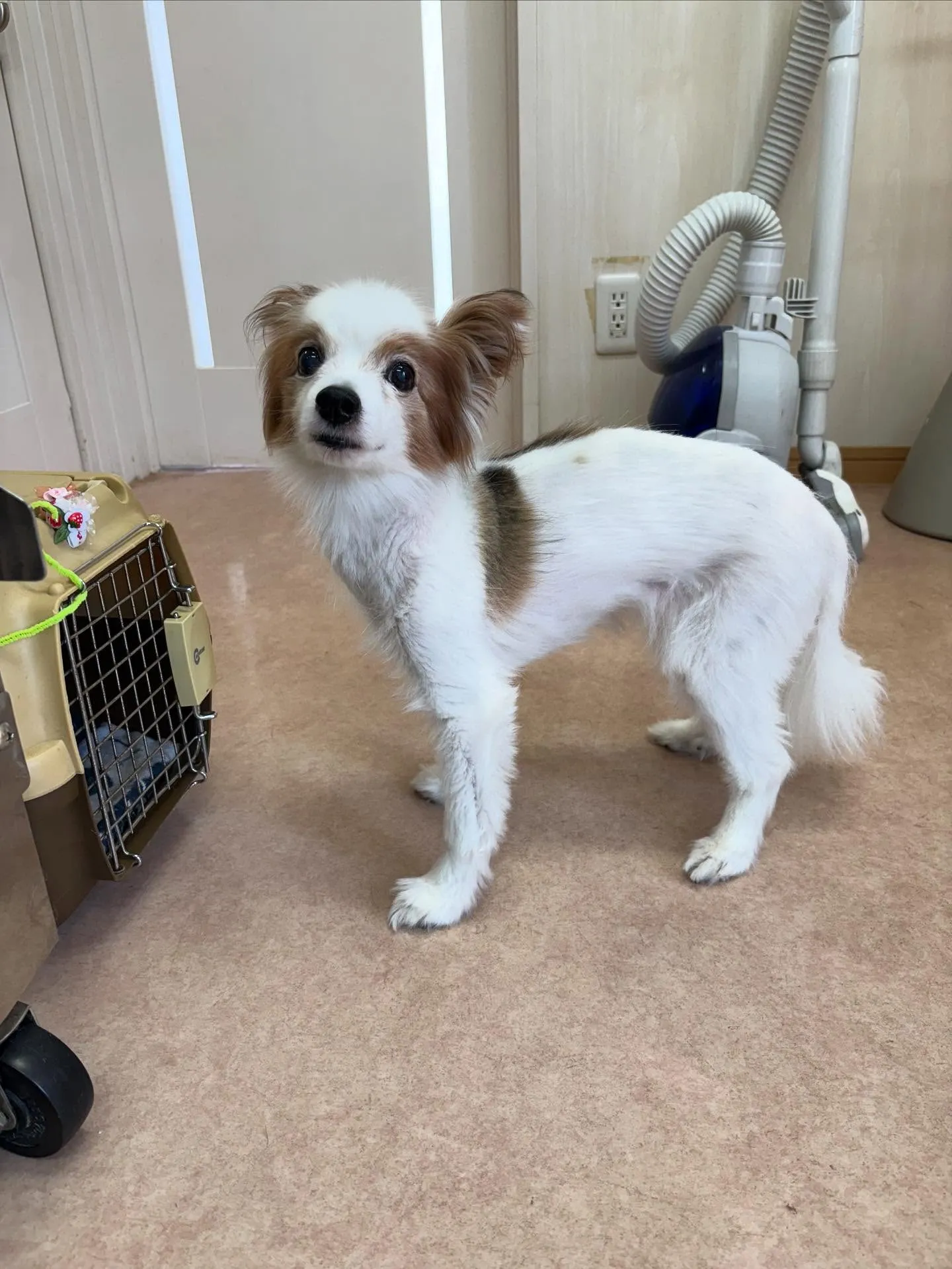 犬のトリミング✂️