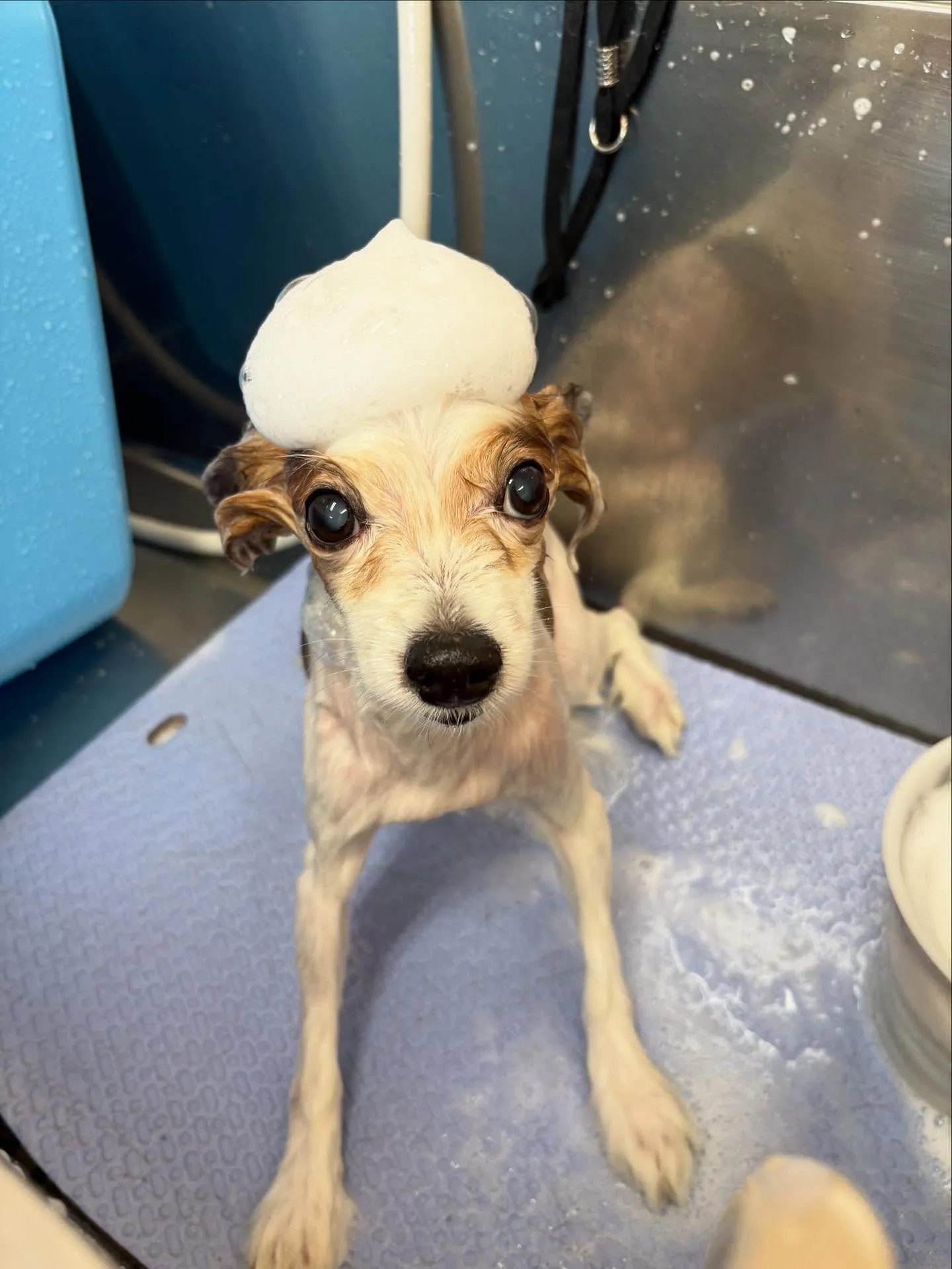 犬のトリミング✂️
